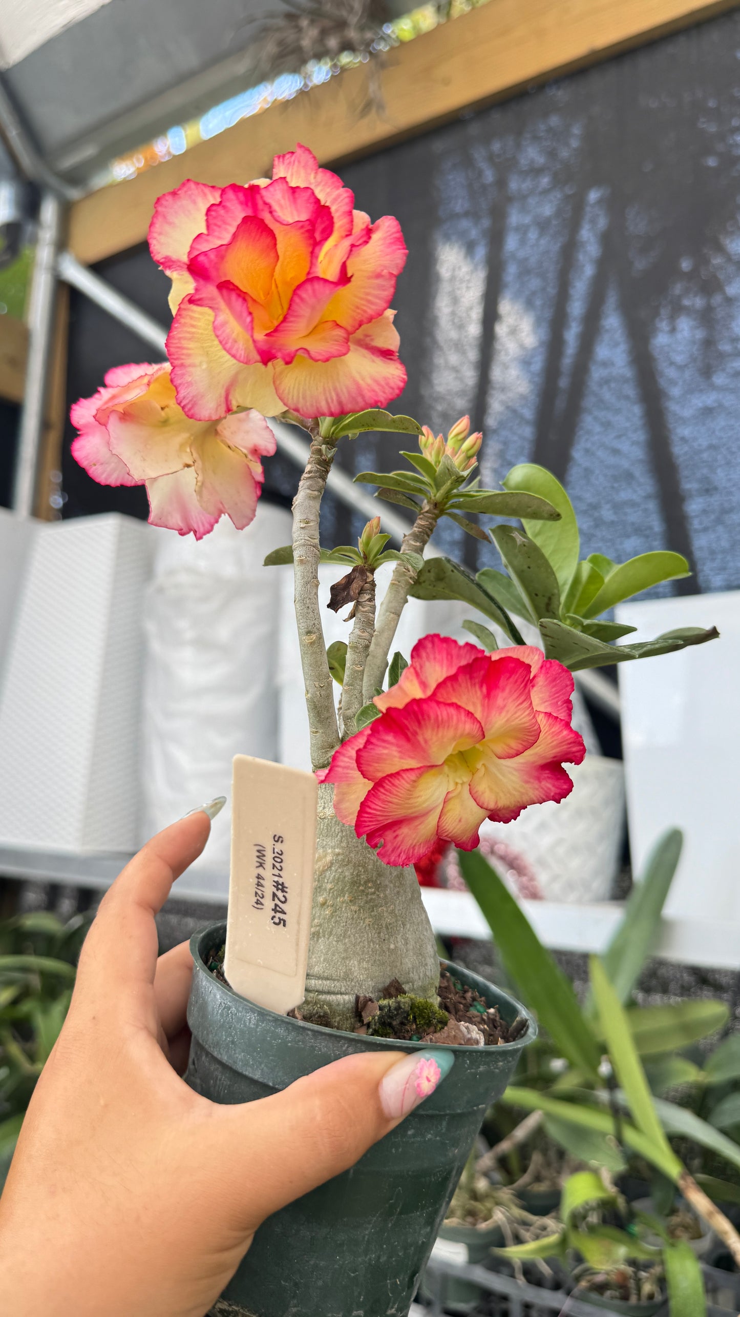 Desert rose 245 4”