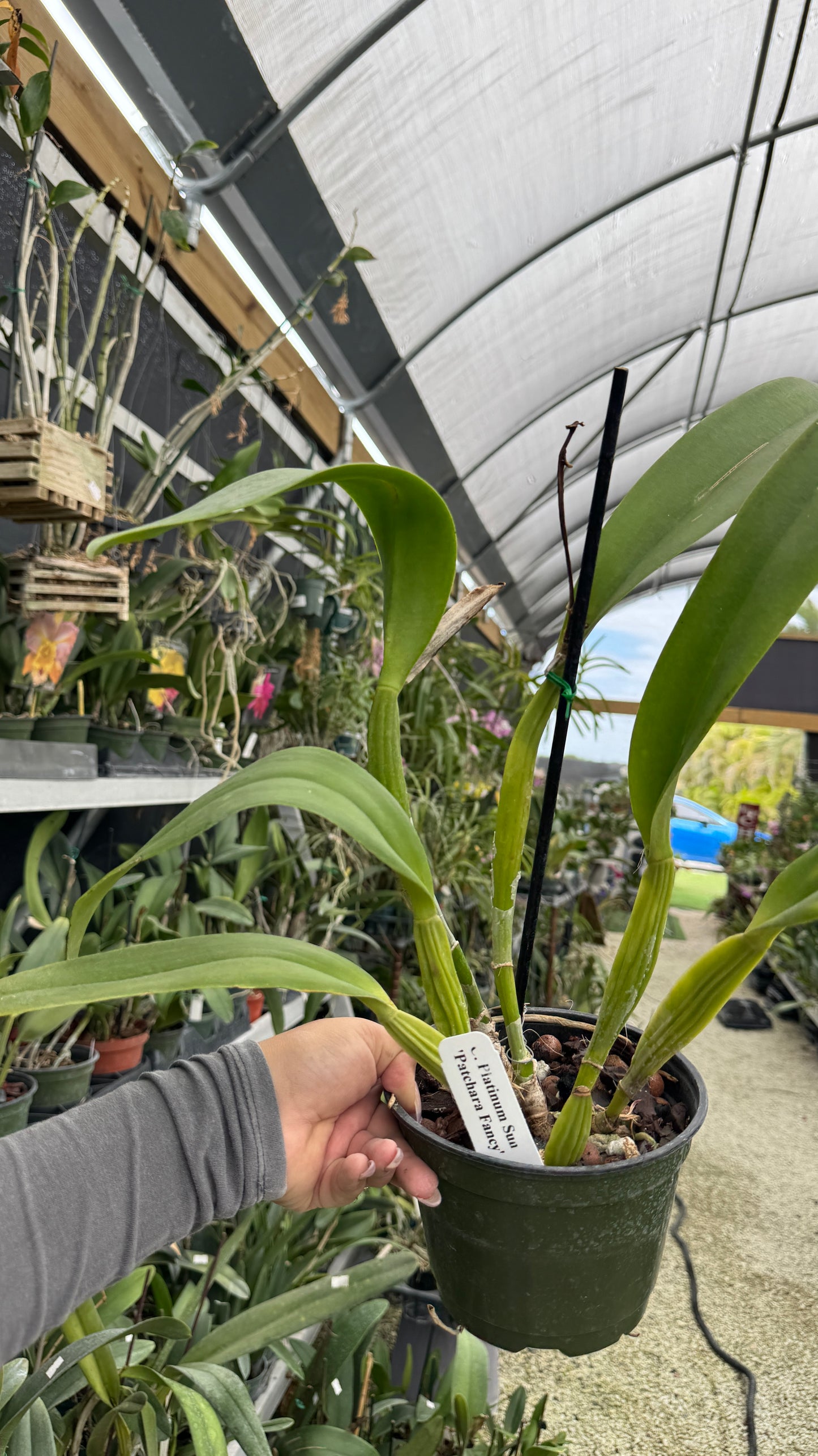 C. Platinum Sun grower Choice 6β