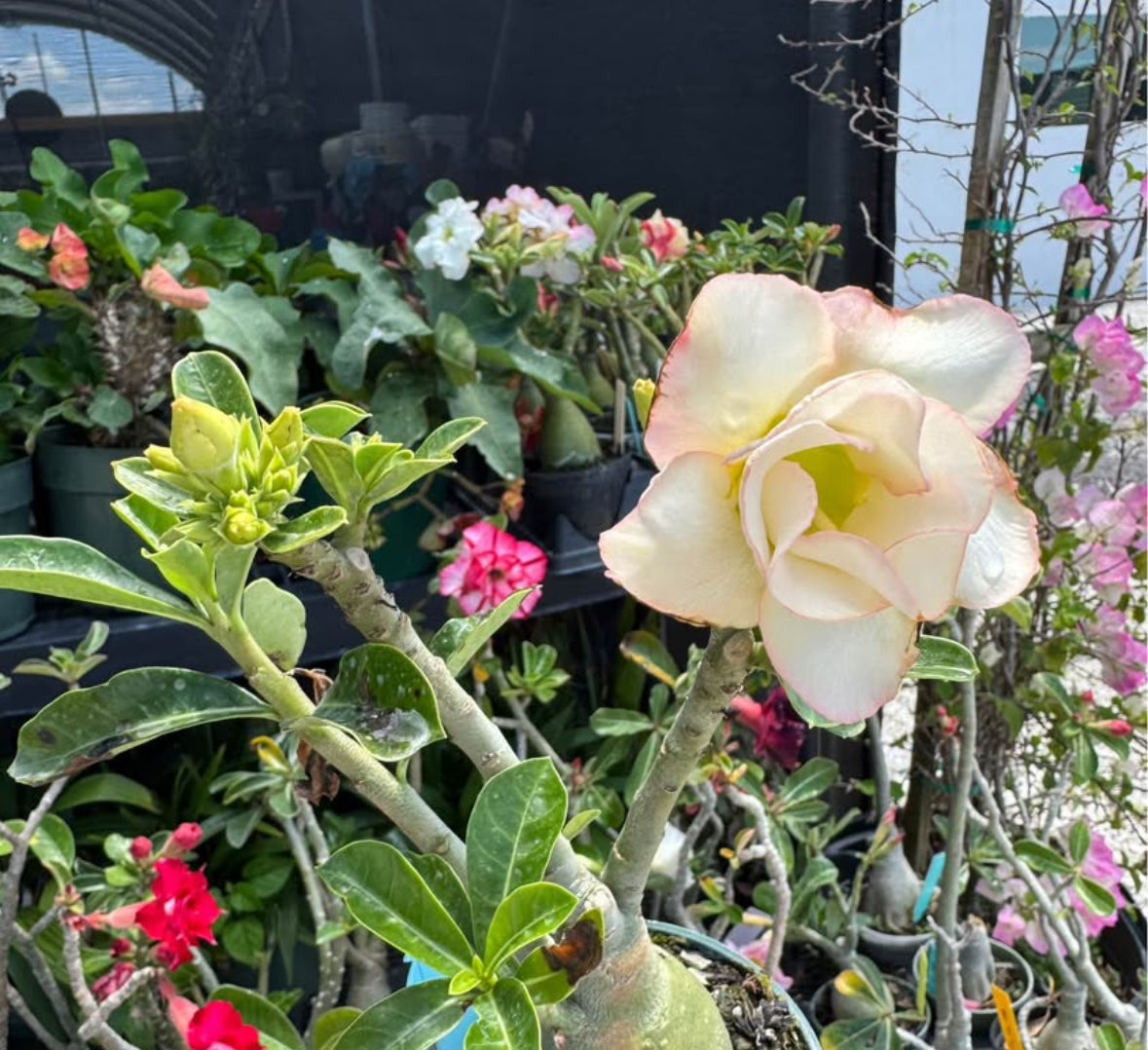 Desert rose 4” 222