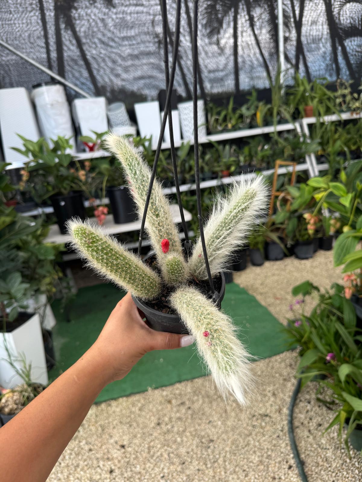 Monkey tail HB 4β