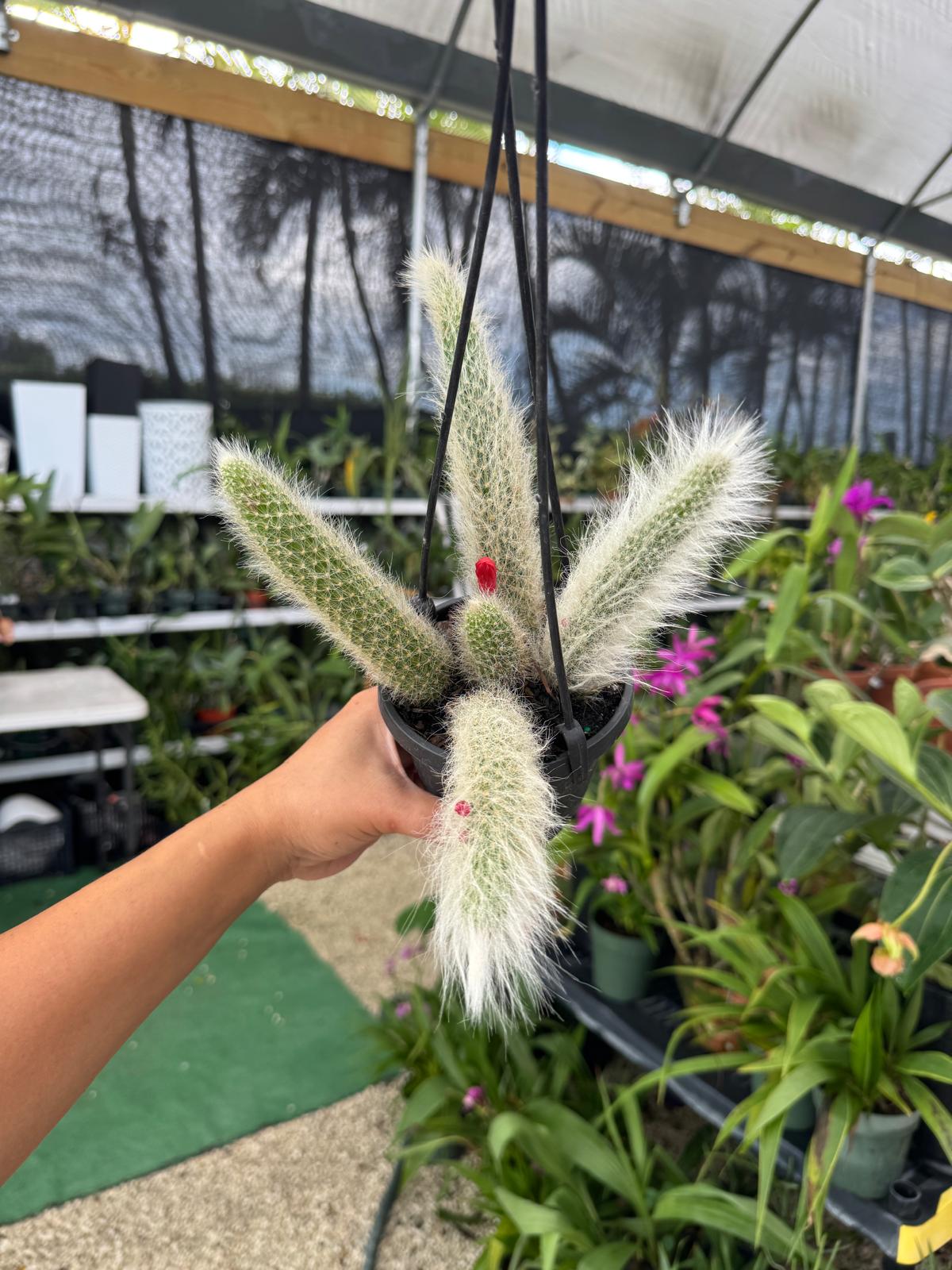 Monkey tail HB 4β