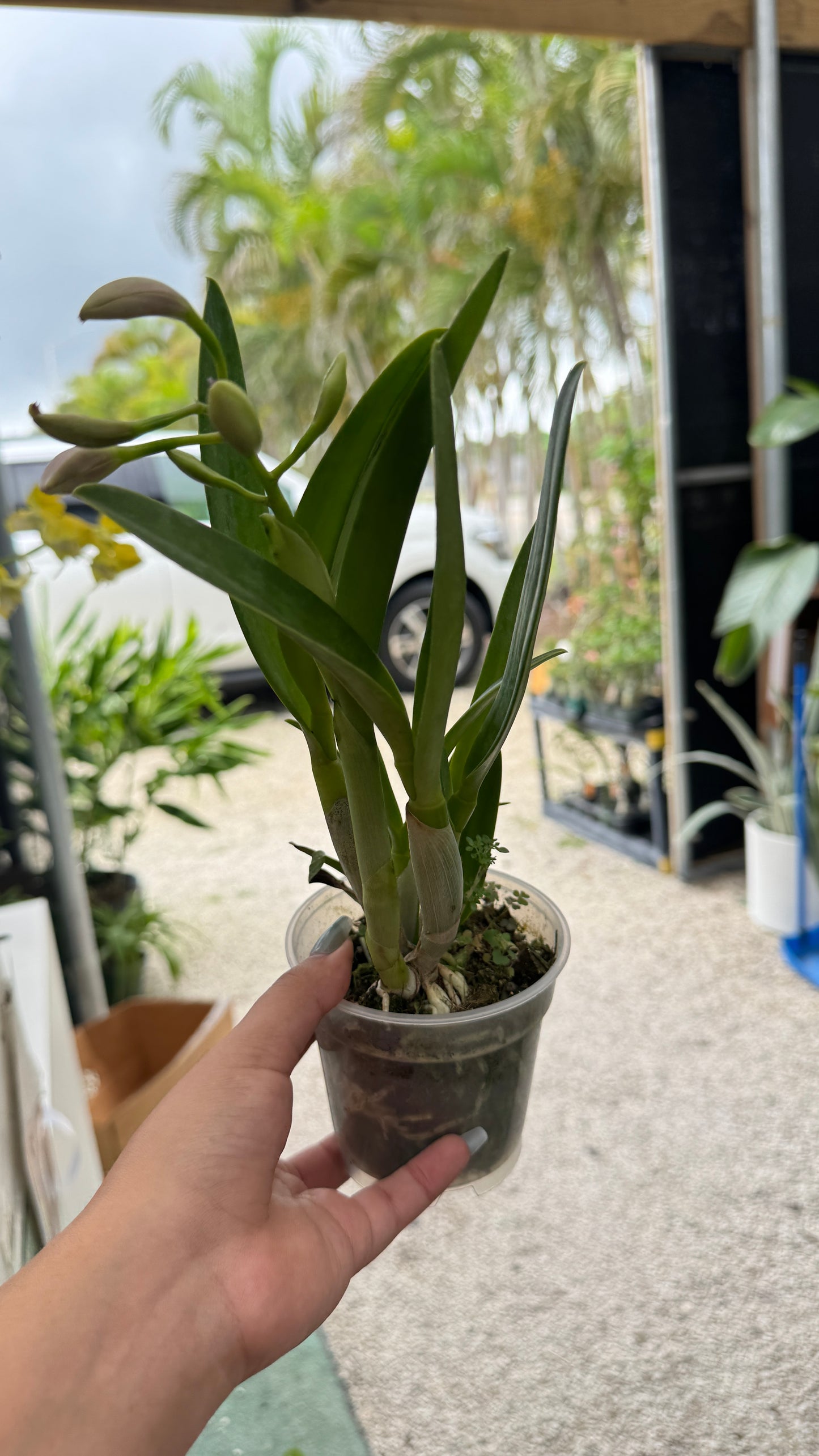 LC. TINY TRESURE 4"