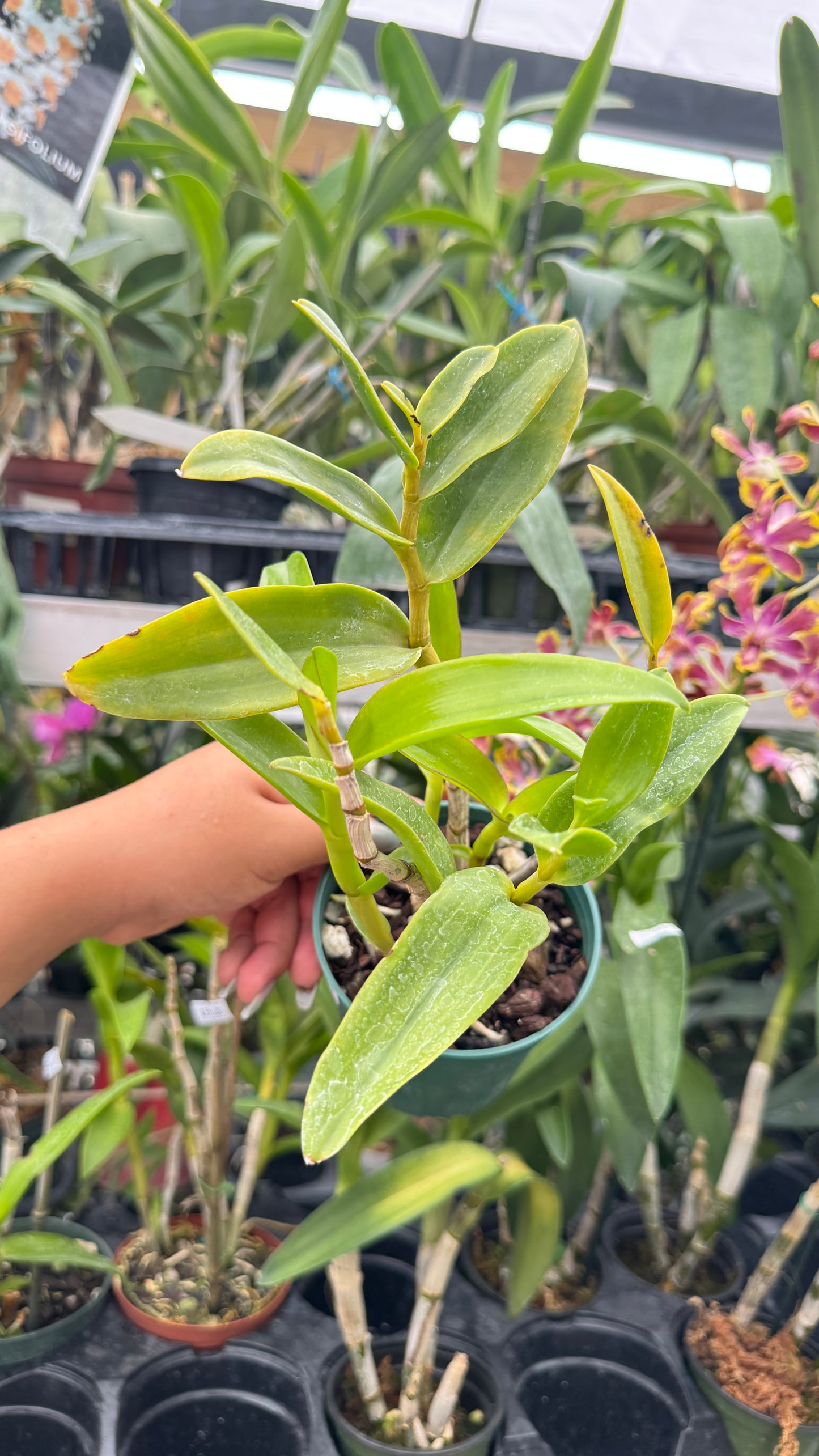 DENDROBIUM SAMARAI 4"