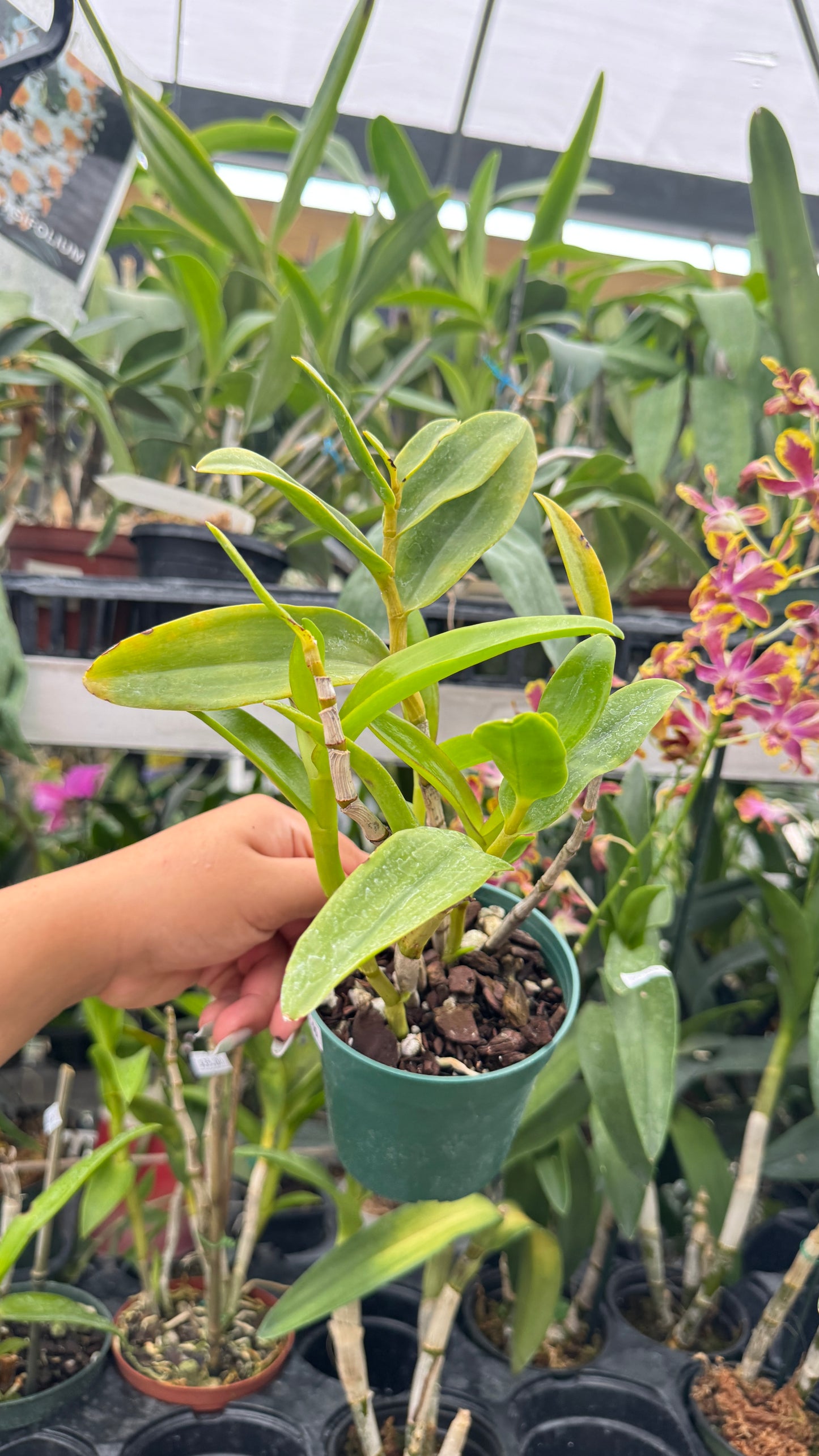 DENDROBIUM SAMARAI 4"