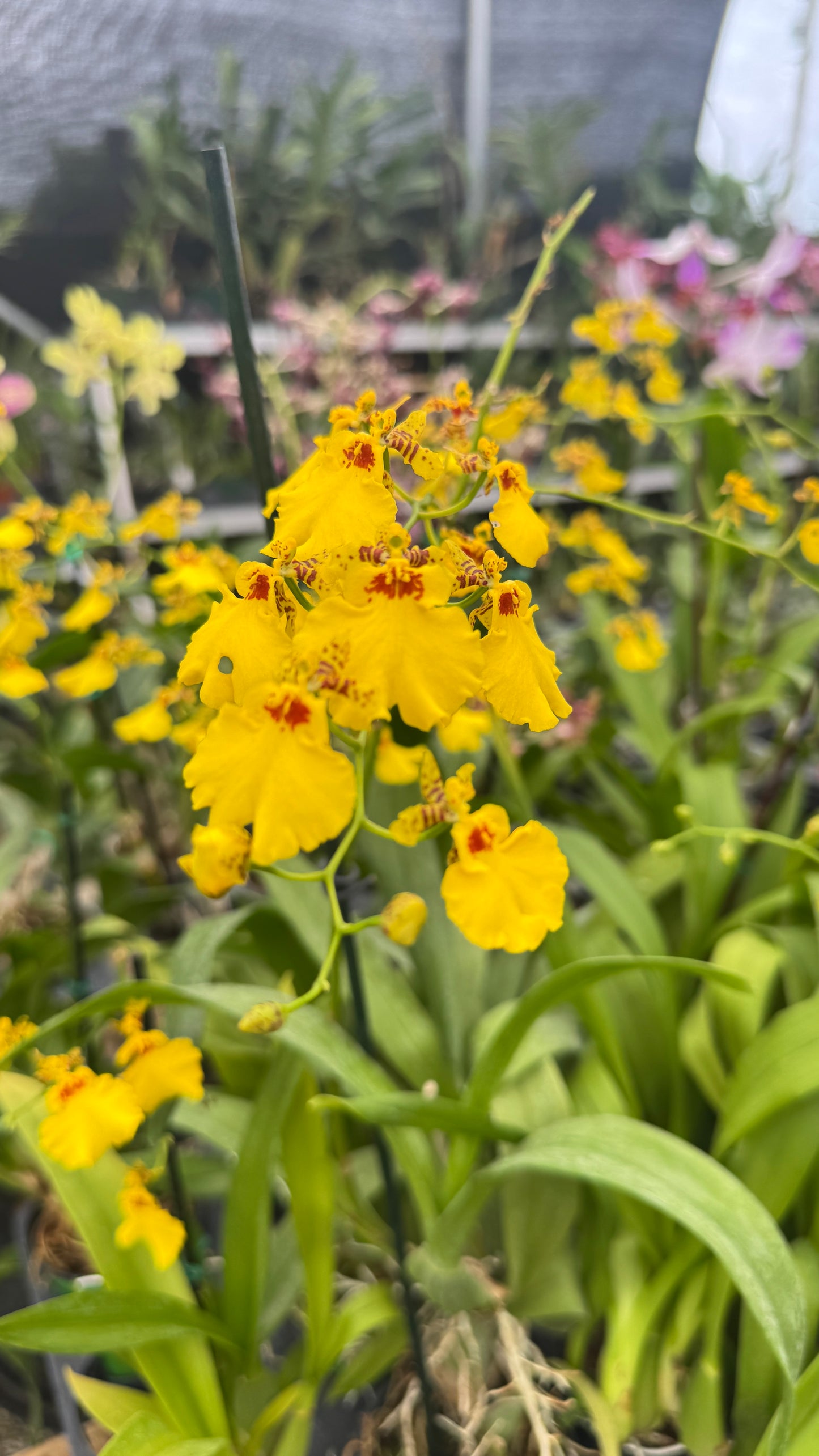 ONCIDIUM DANCY LADY 4"