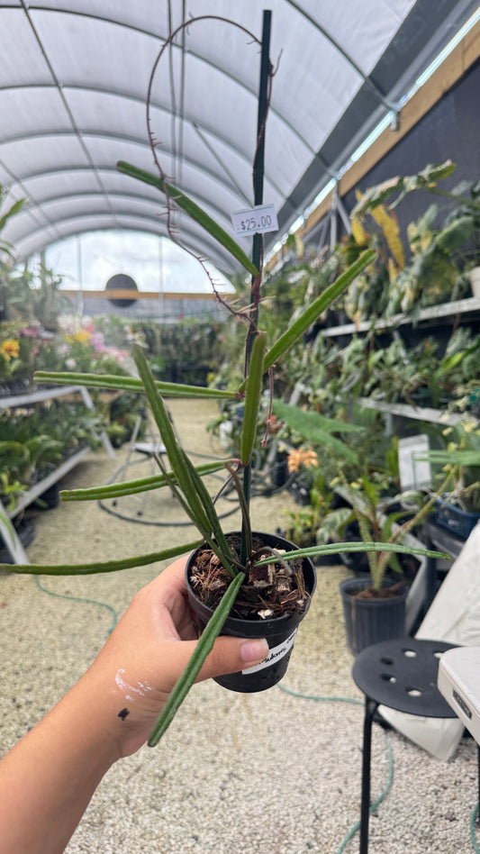 HOYA INSULARIS 005 3"