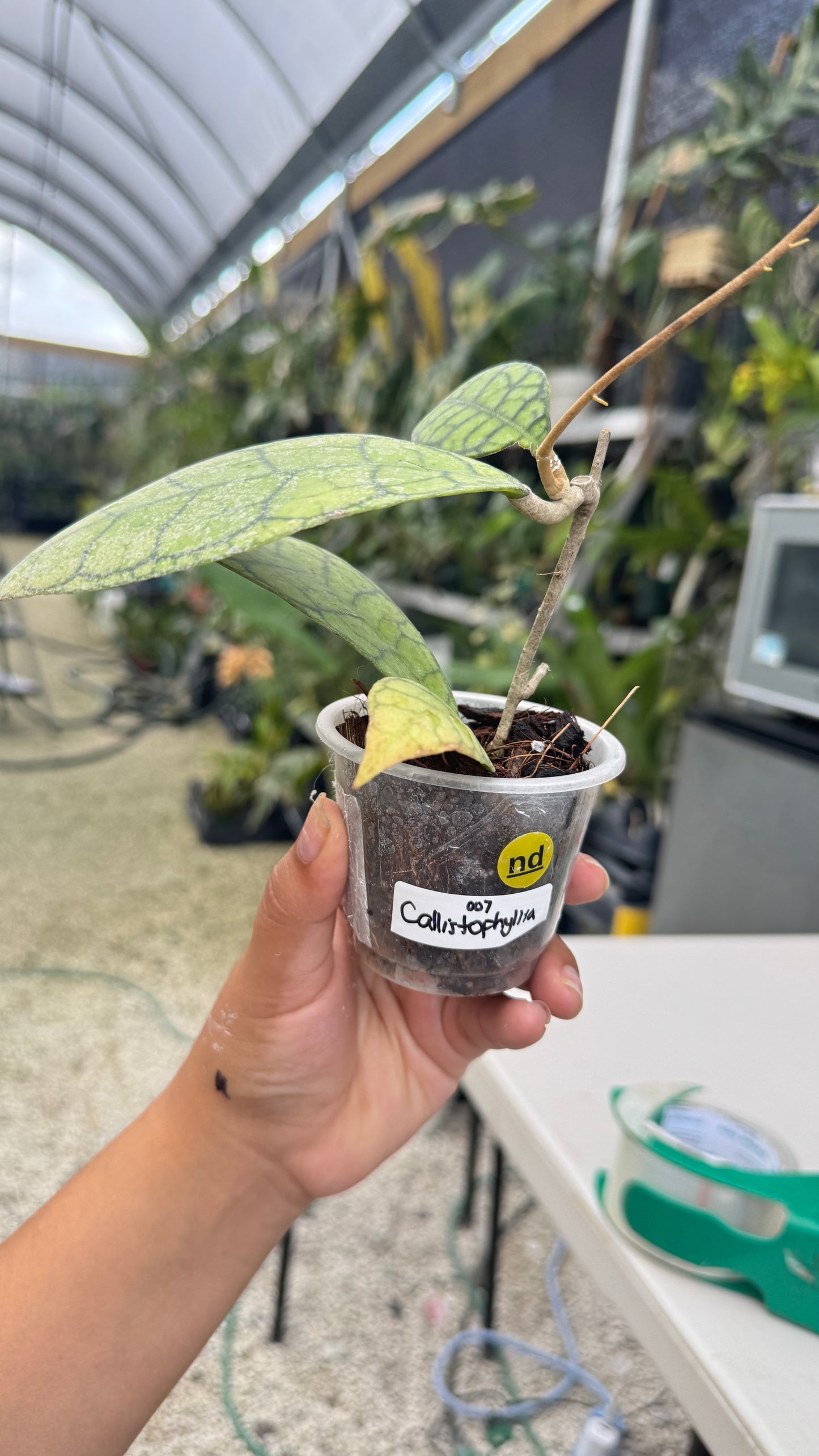 HOYA CALLISTOPHYLLIA 006 3"