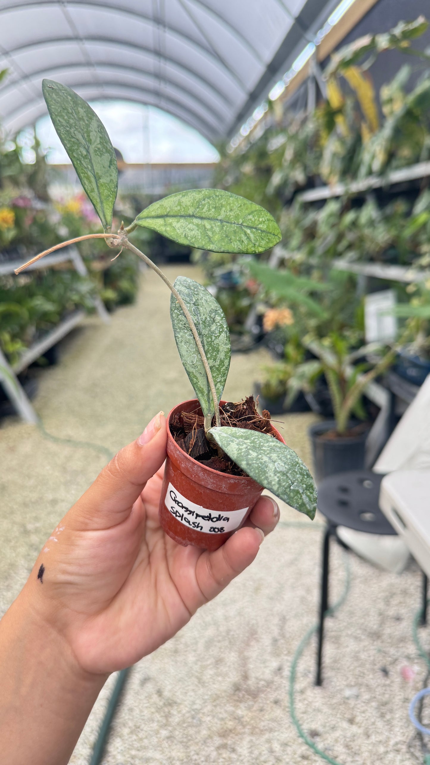 HOYA CRASSIPETOLIA SPLASH 2" 007