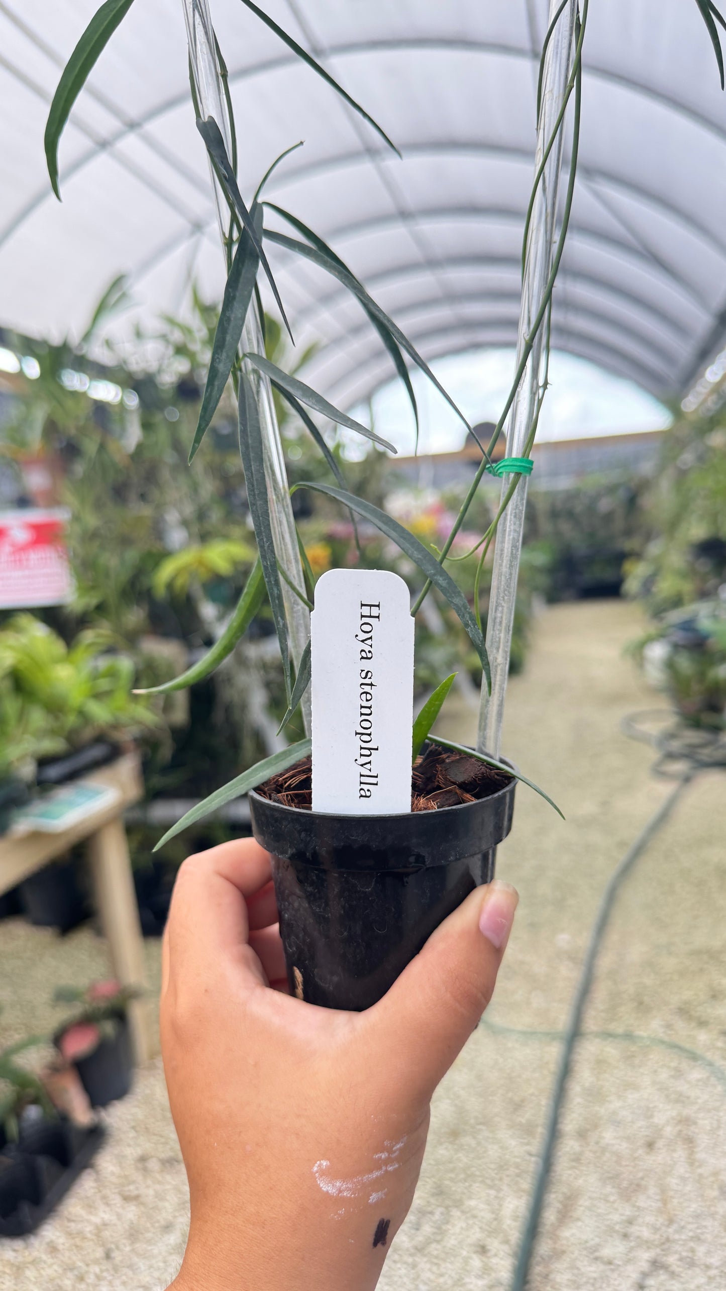 HOYA STENOPHYLLA 008 3"