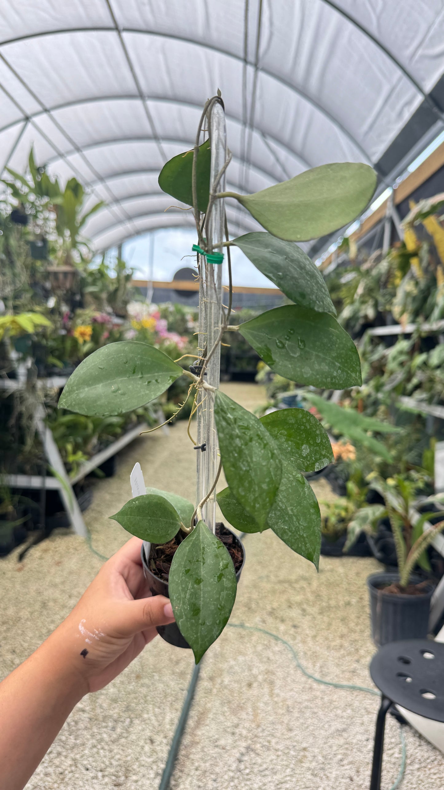 HOYA PAULSHIRLEY 3" 009