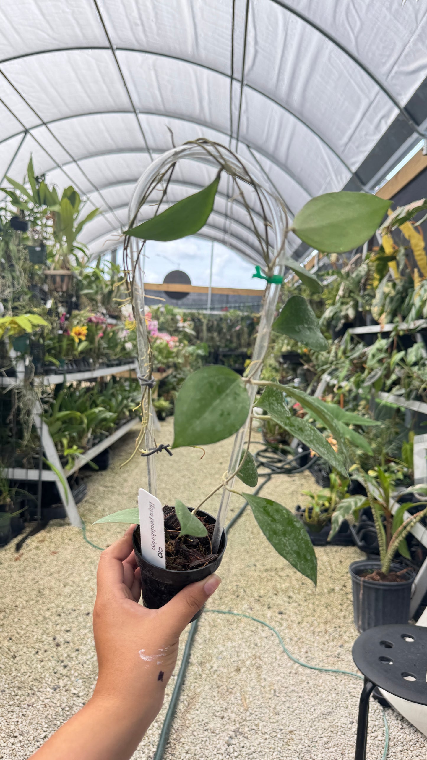 HOYA PAULSHIRLEY 3" 009