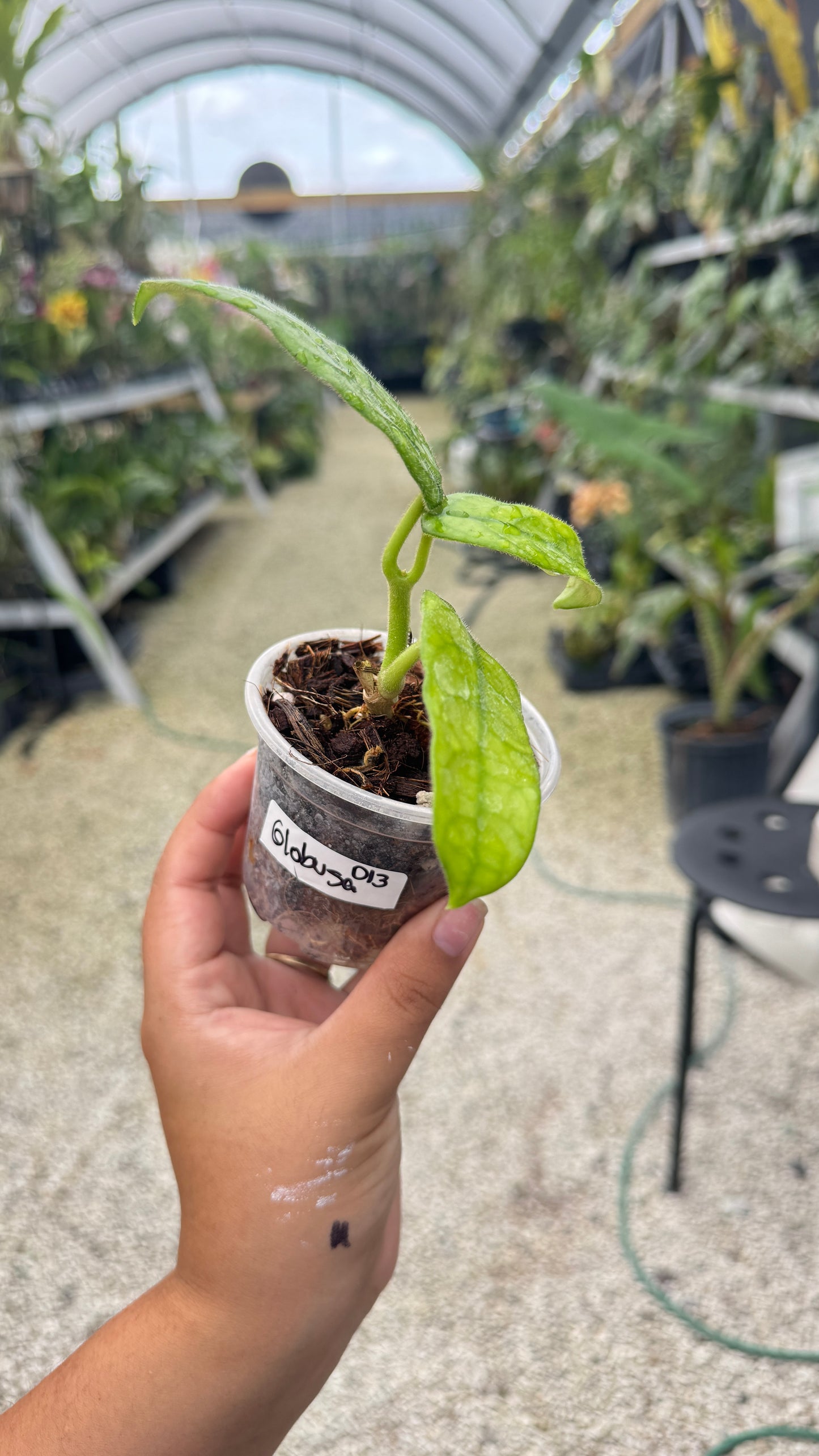 HOYA GLOBUSA 012 3"
