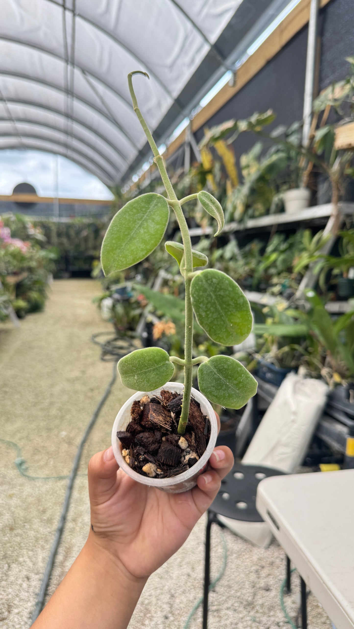 HOYA LAUTERBACHII 3"016