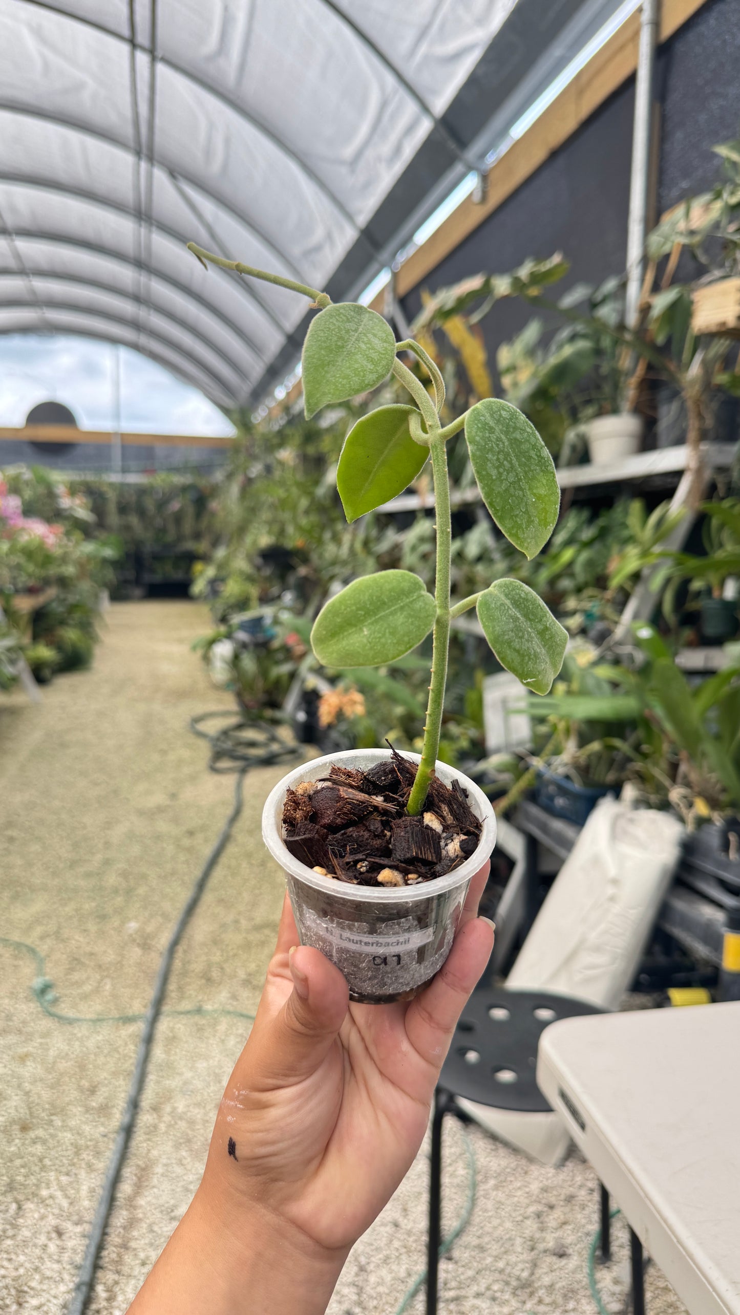 HOYA LAUTERBACHII 3"016