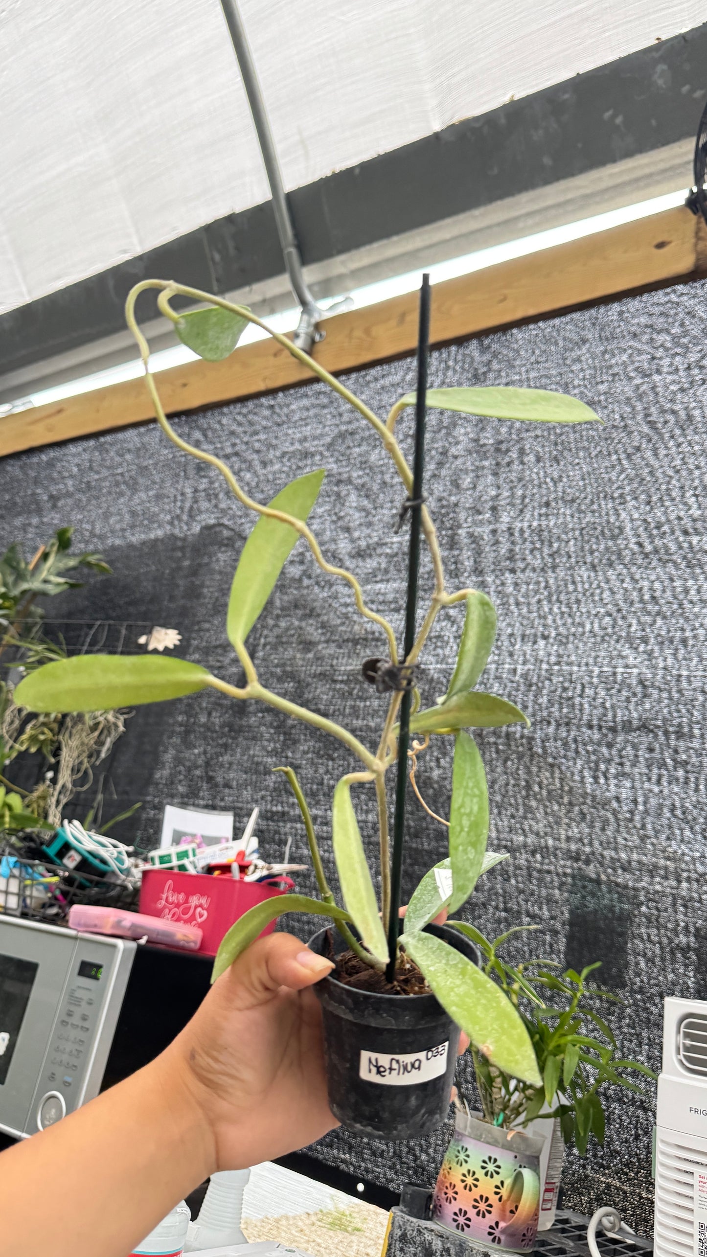 HOYA MELIFLUA 3" 033