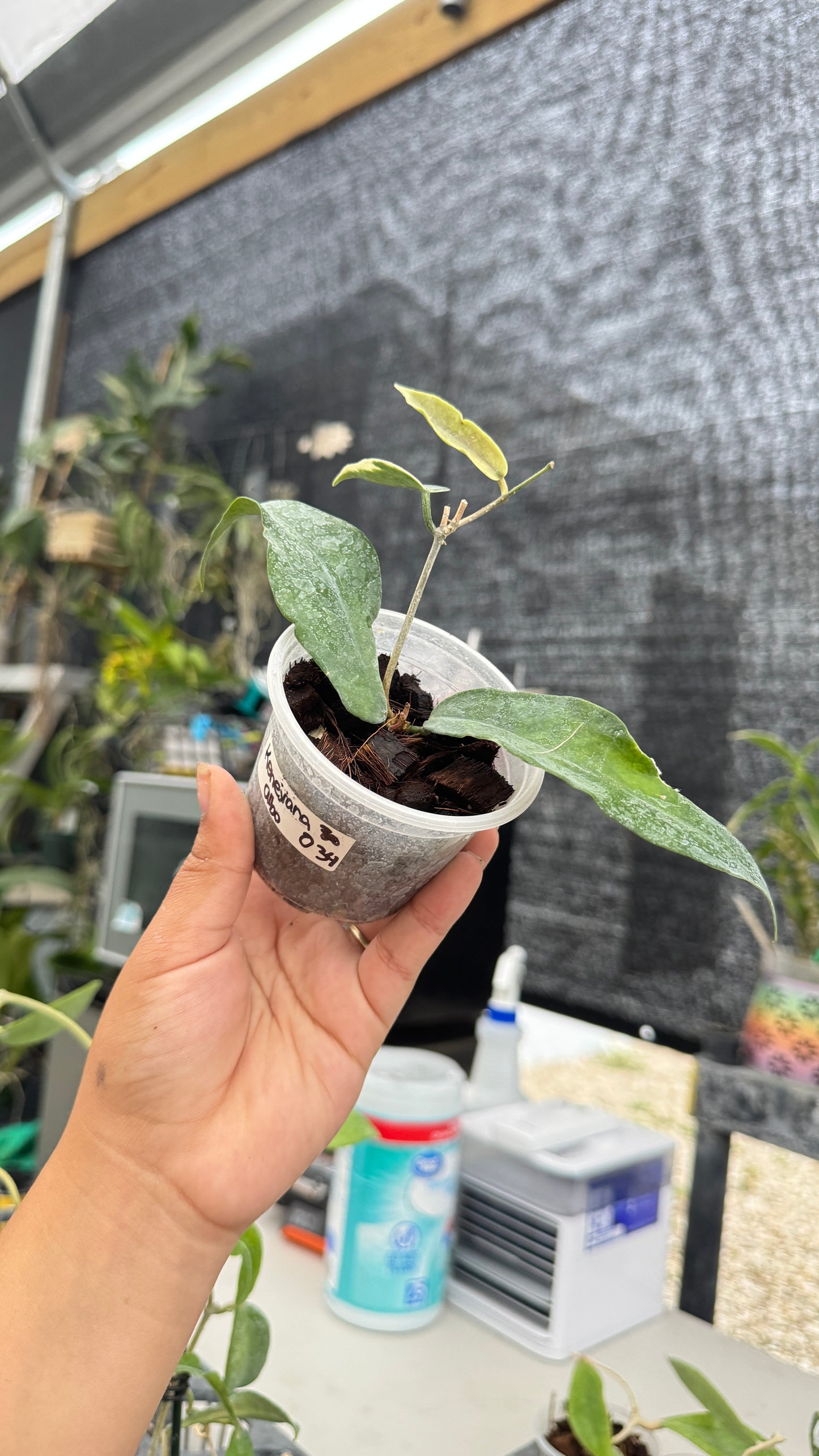 HOYA KENEJIANA ALBO 034 3"