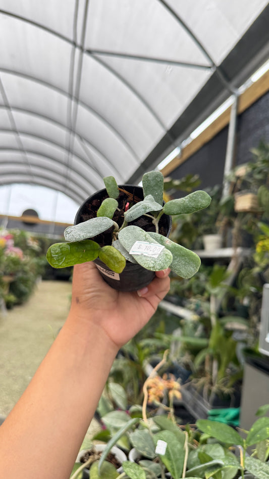 HOYA ROTUNDIFLORA 3" 038