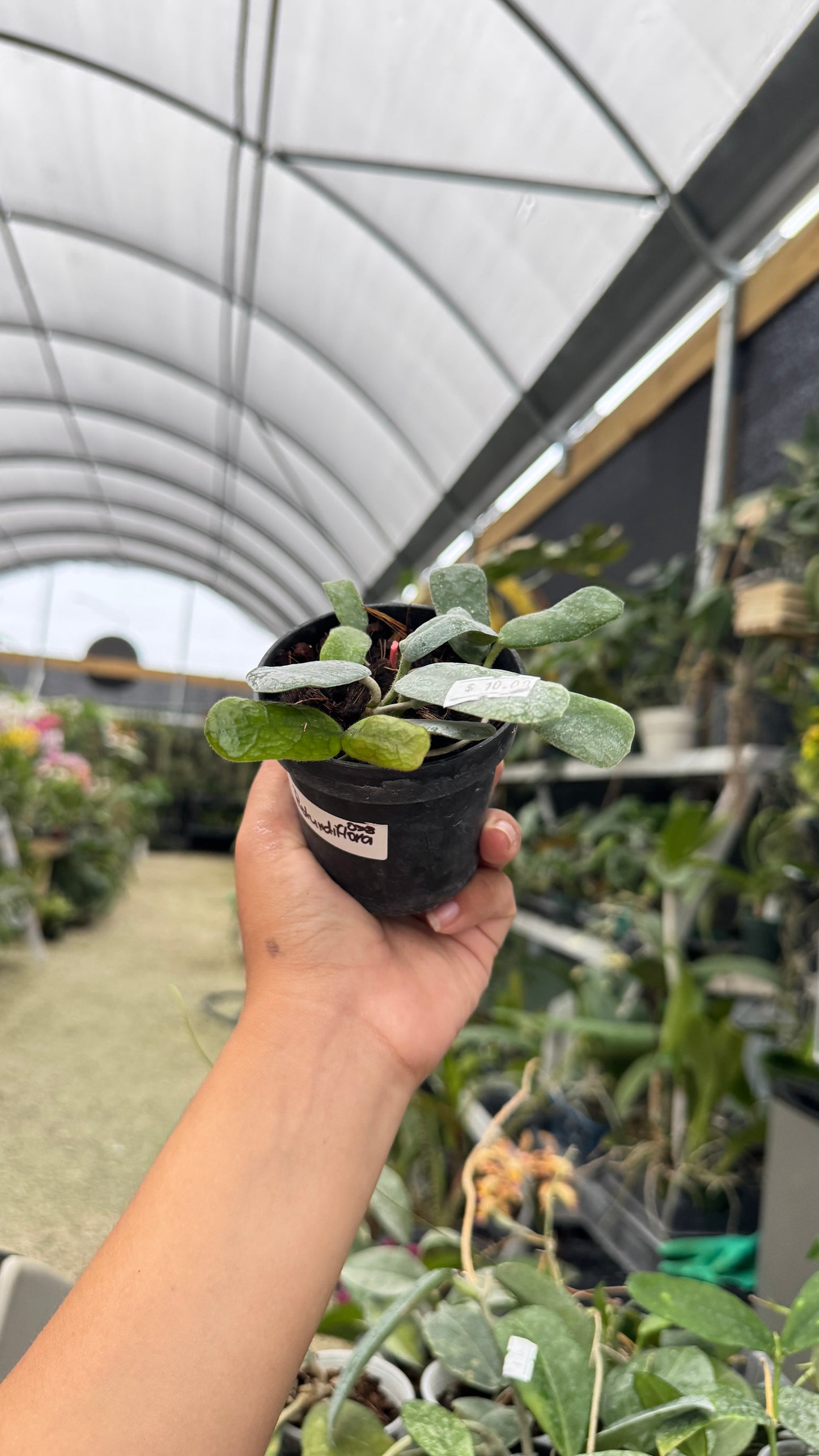 HOYA ROTUNDIFLORA 3" 038