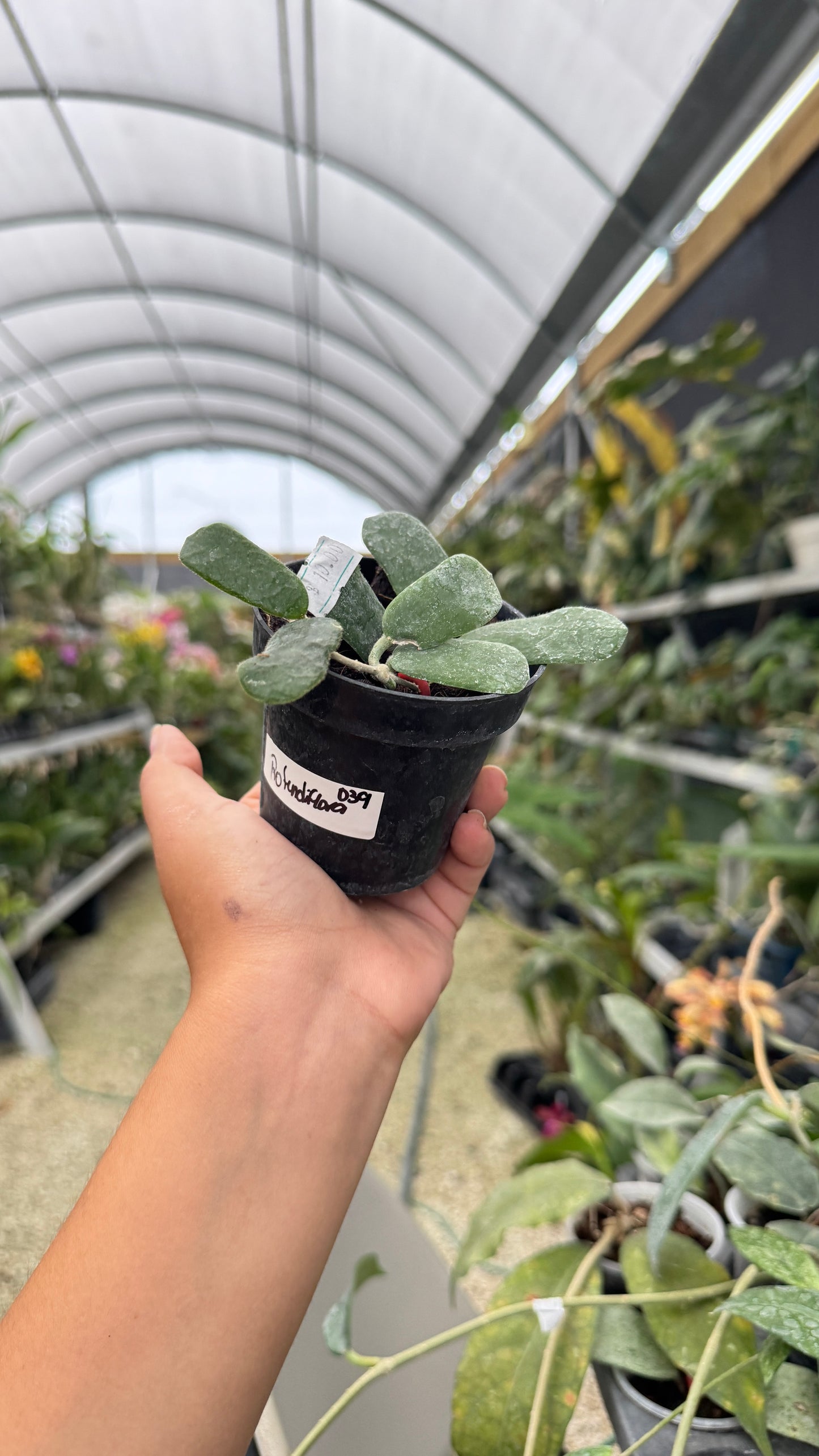 HOYA RONTUDIFLORA 3" 039