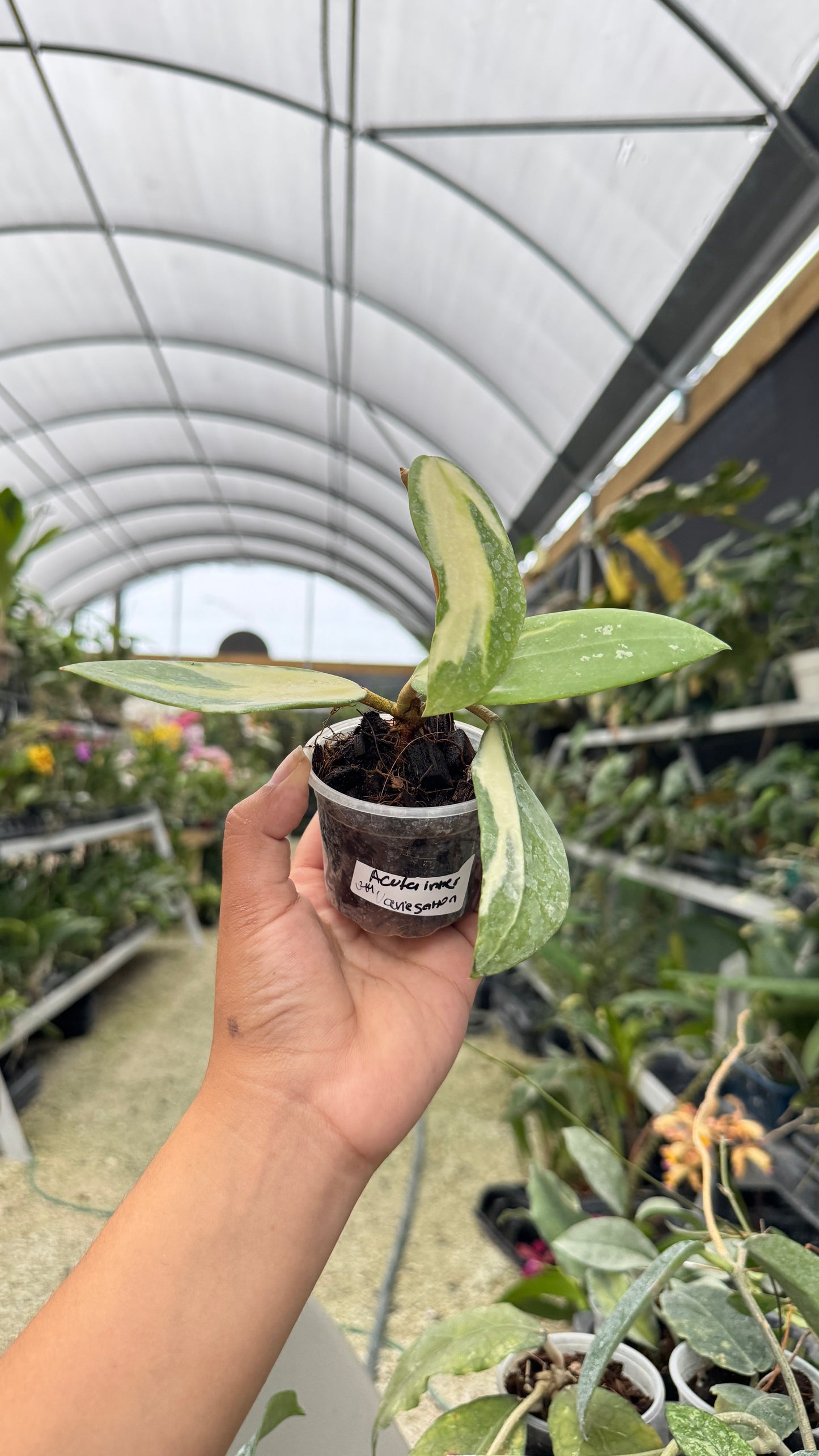 HOYA ACUTA INNER VARIEGATION 044 3"