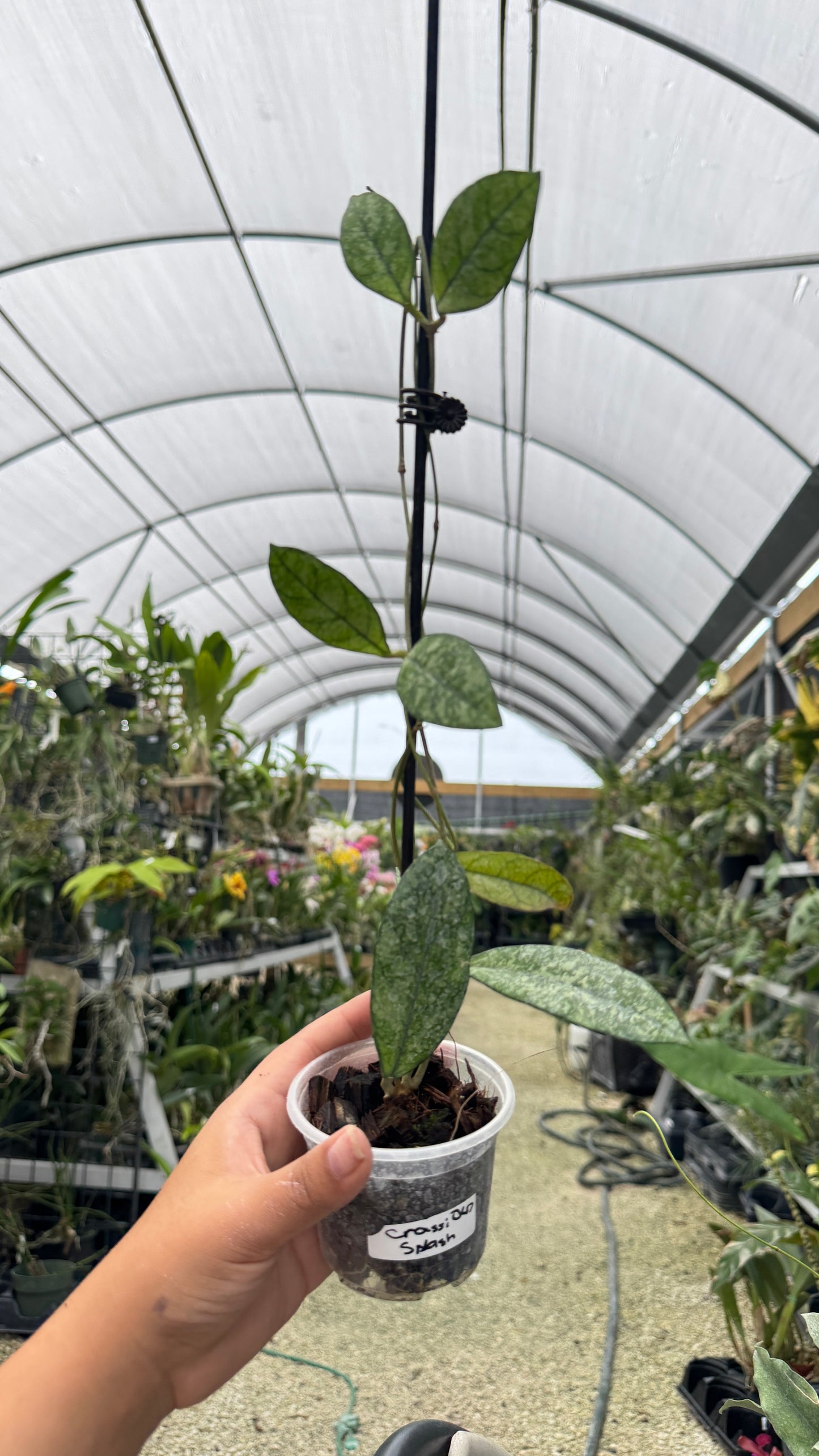 HOYA CRASSIPETOLIA SPLASH 047 3"