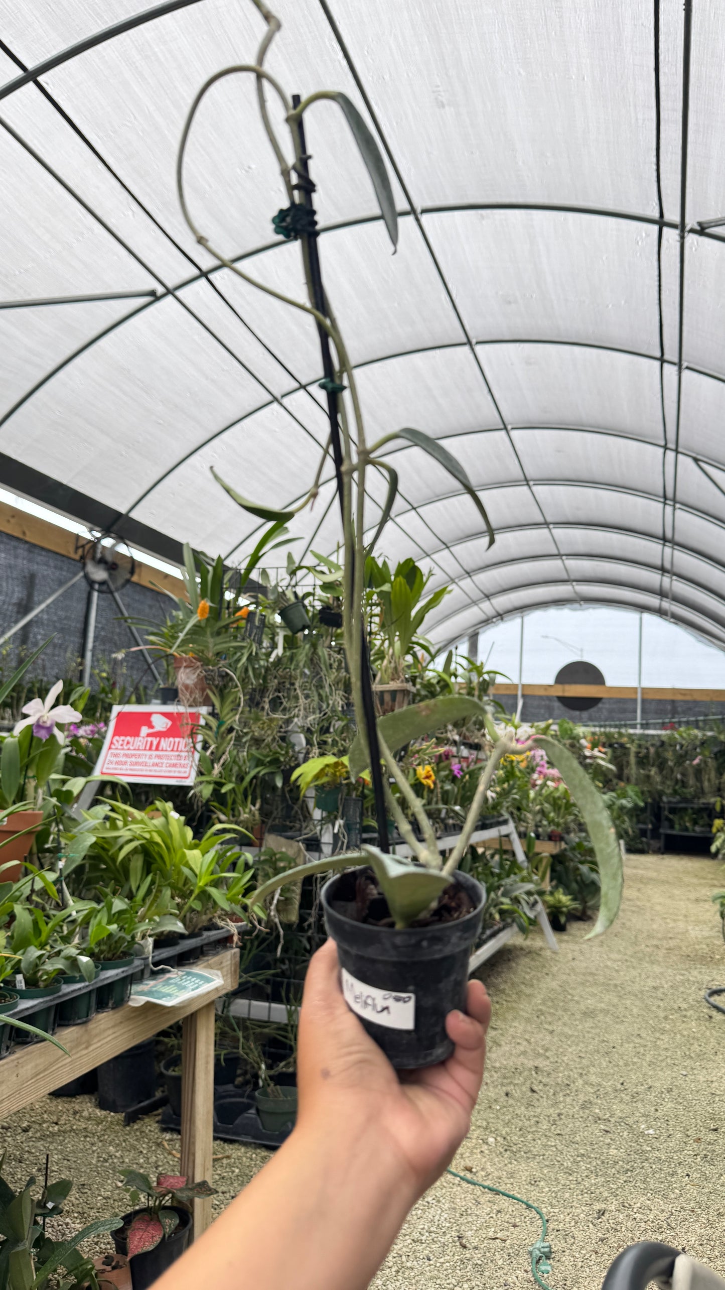 HOYA MELIFLUA 3" 050