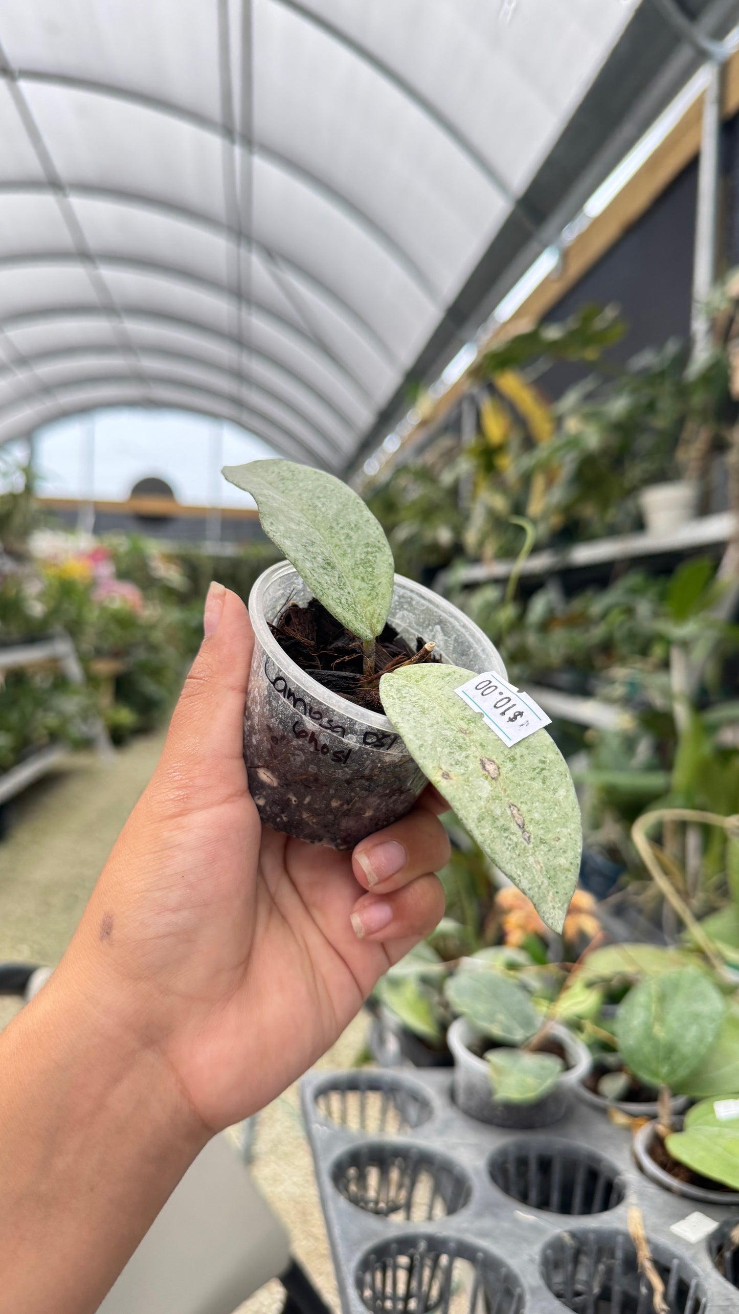 HOYA CARNOSA GHOST 051 2"