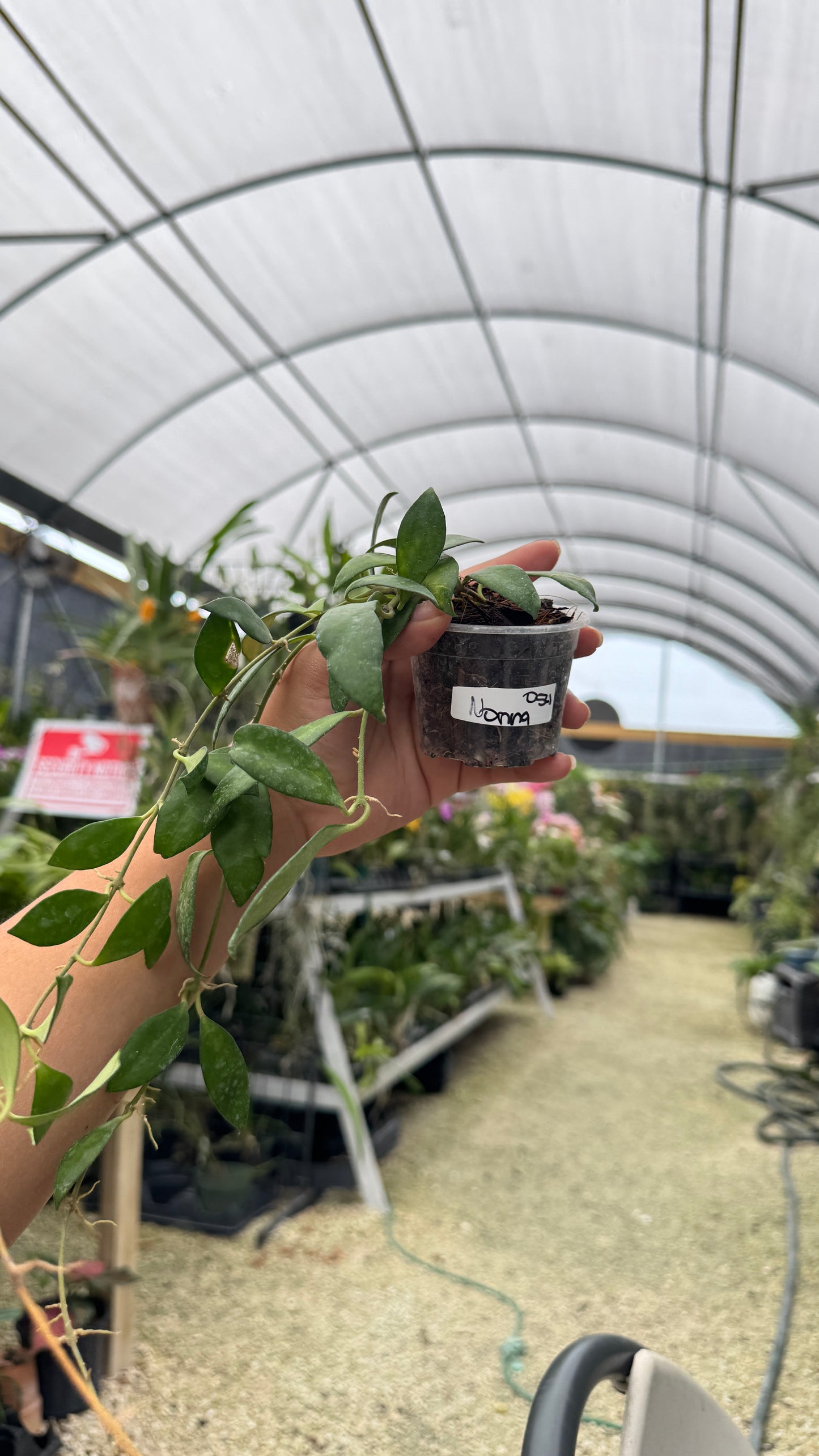 HOYA NONNA 2" 054 1