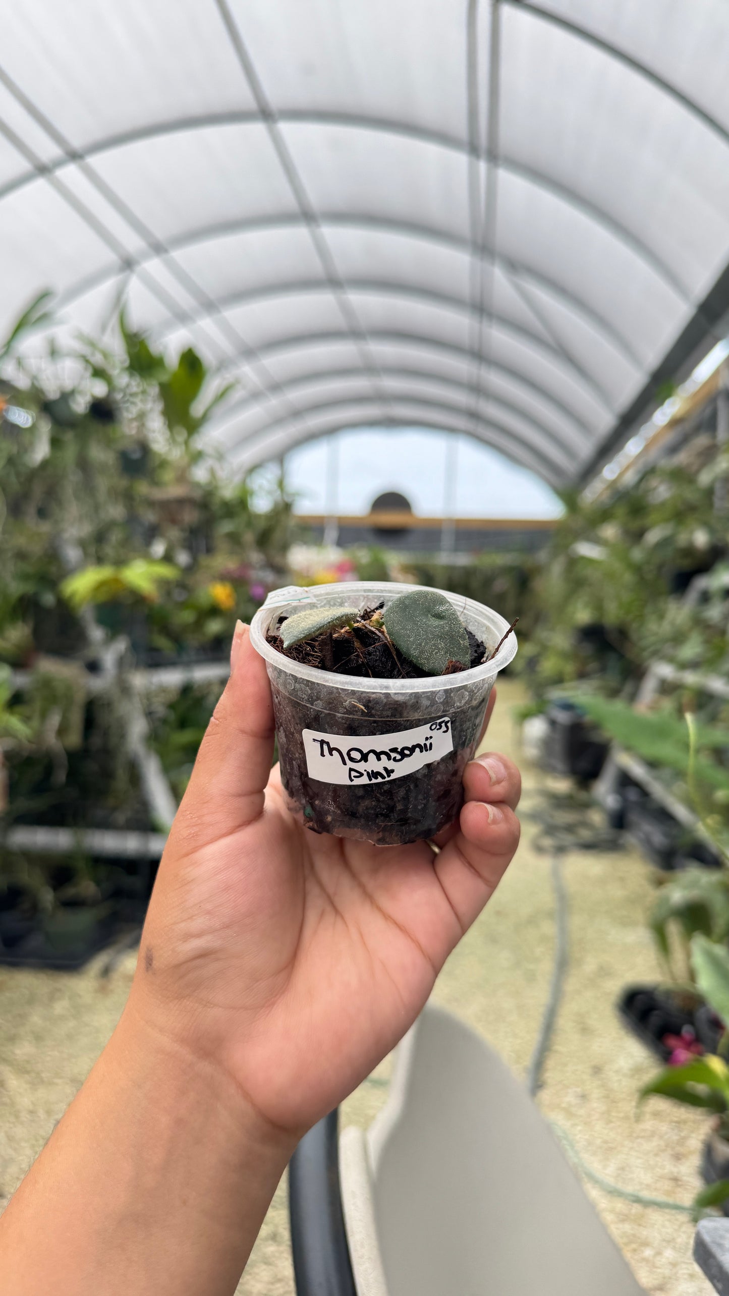 HOYA THOMSONII WHITE 2" 055