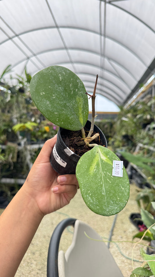 HOYA CARNOSA INNER VARIEGATION 057 3"