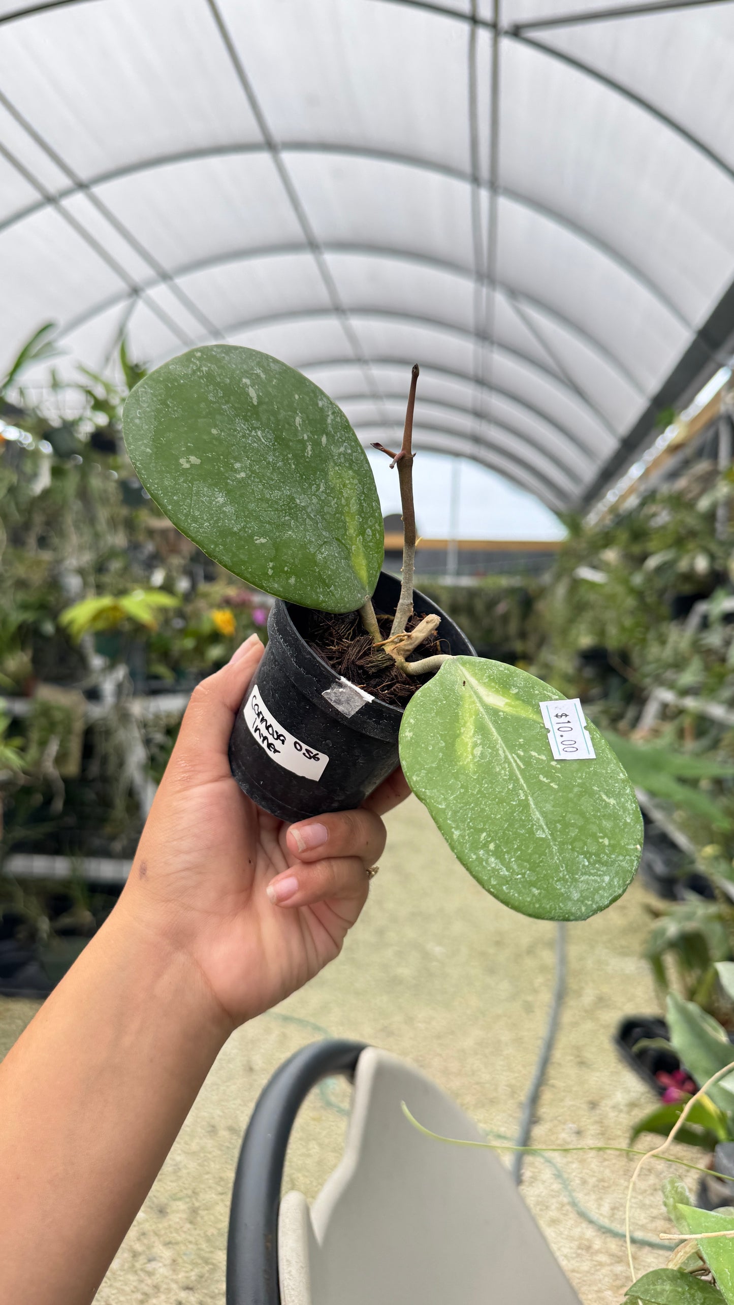 HOYA CARNOSA INNER VARIEGATION 057 3"