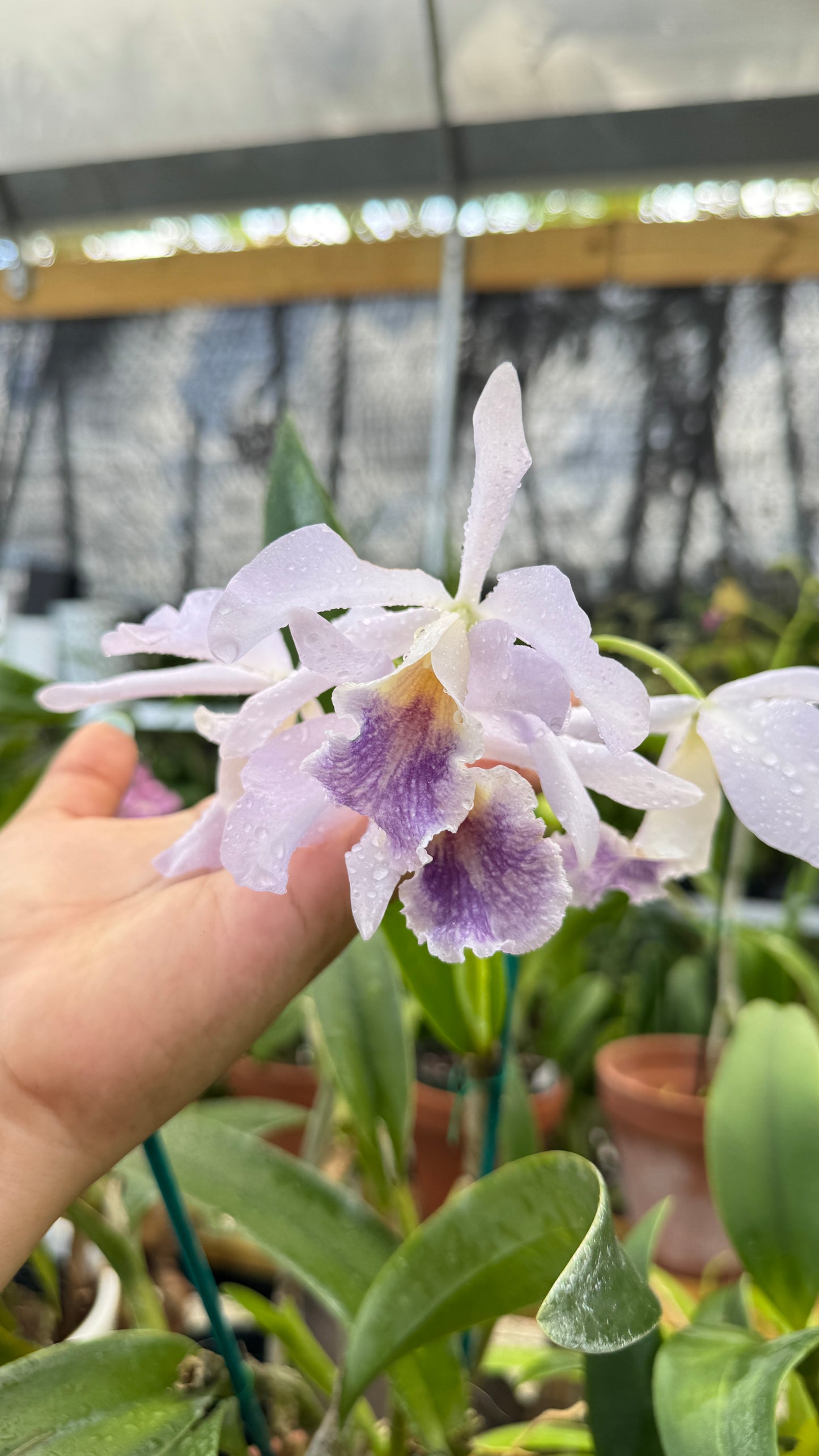CATTLIANTLR CHLORIA COURULEA 4"