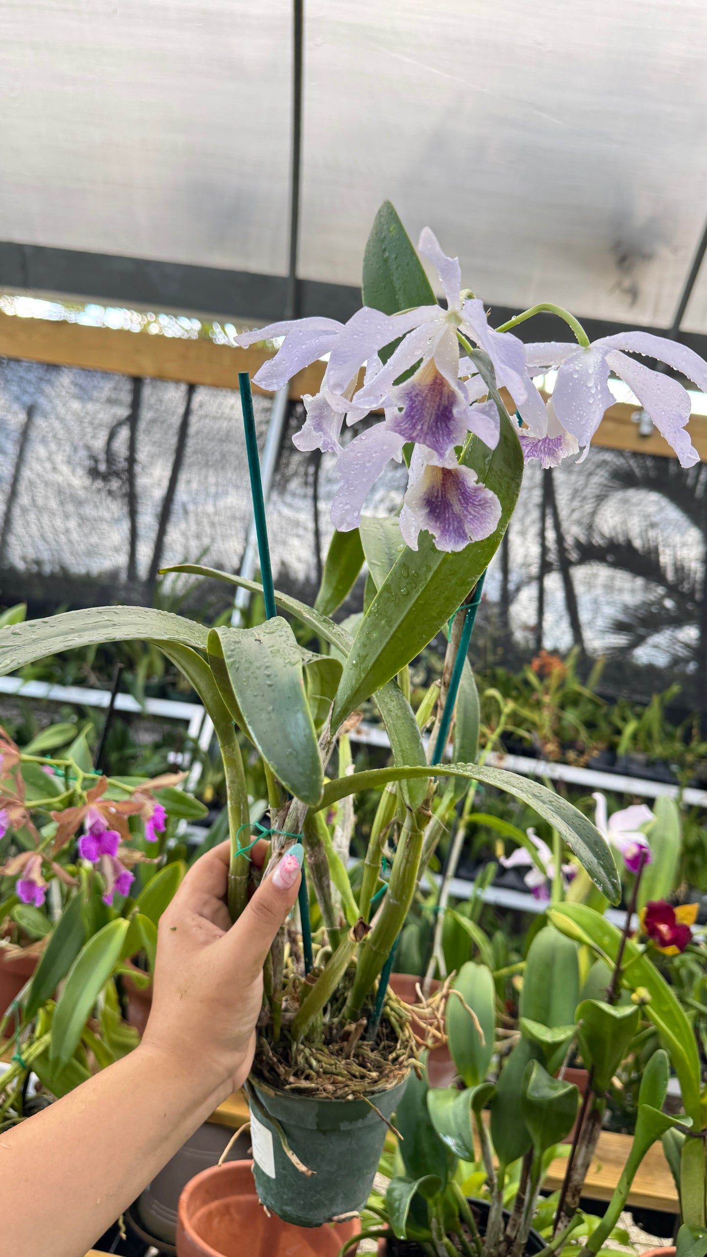 CATTLIANTLR CHLORIA COURULEA 4"