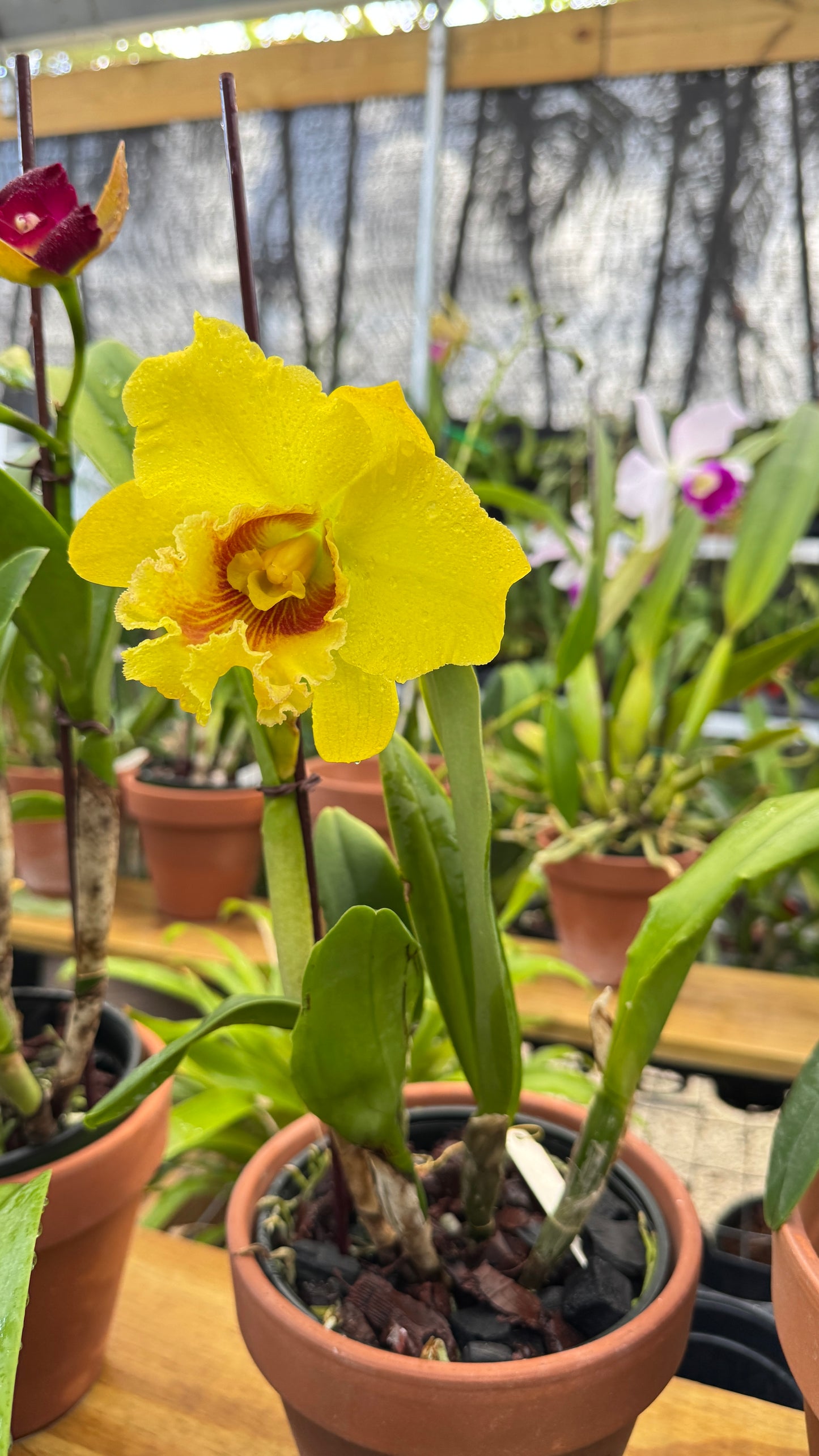 RLC. ATARDECER 'THONGSUK DELIGHT #2" 6"