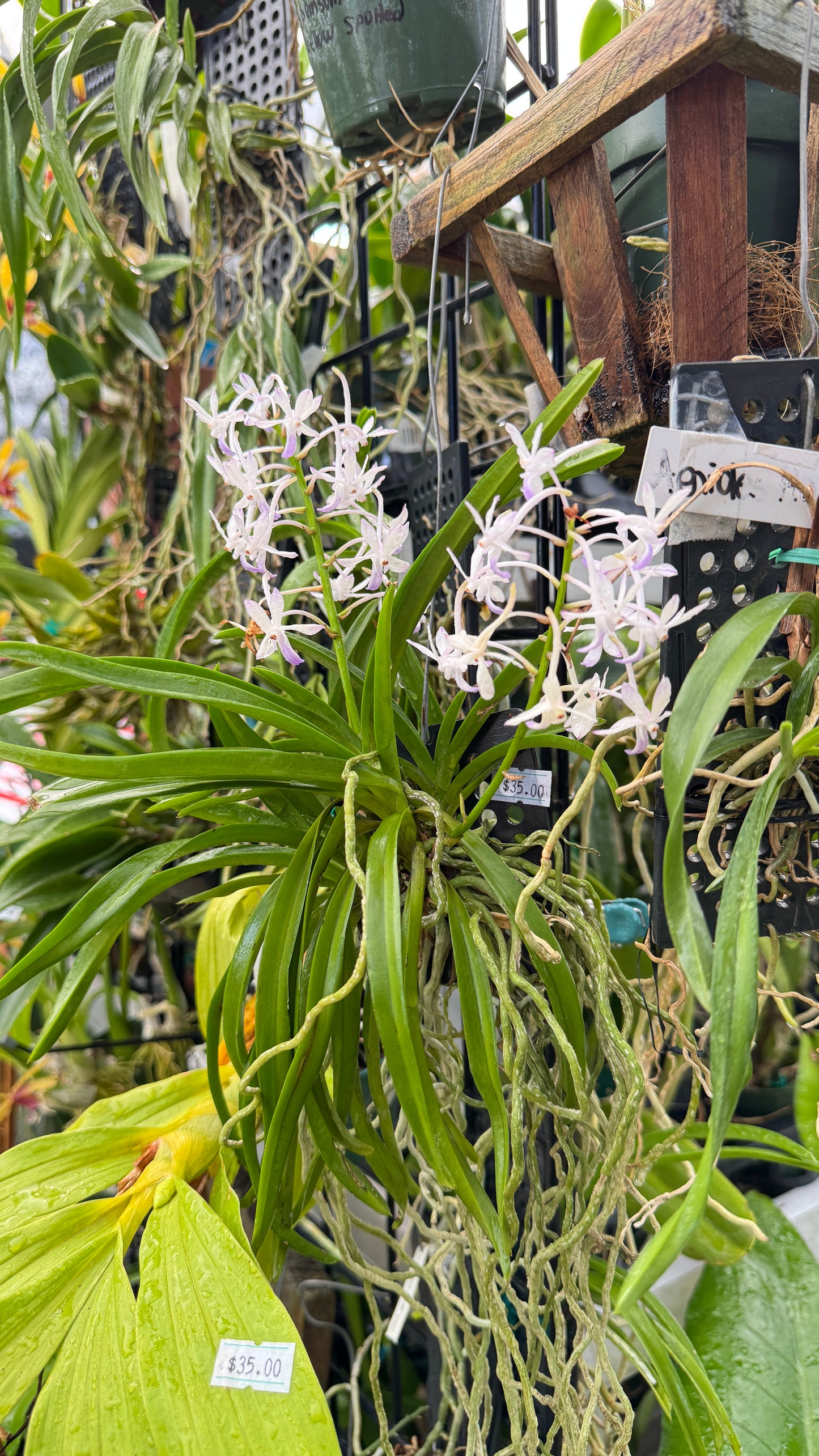 RHYN. COELESTIS BLUE FORM