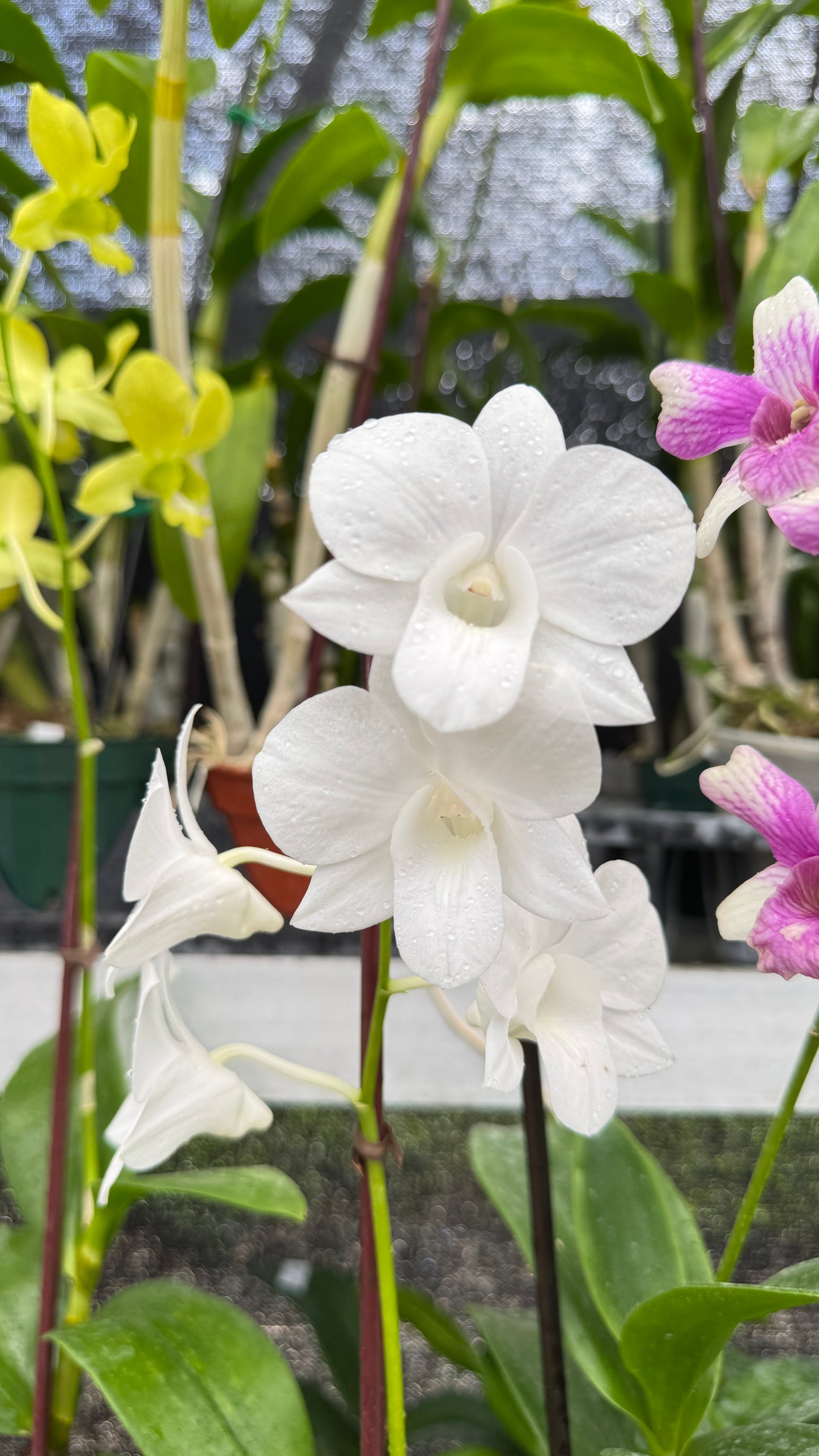 DENDROBIUM WHITE 4"