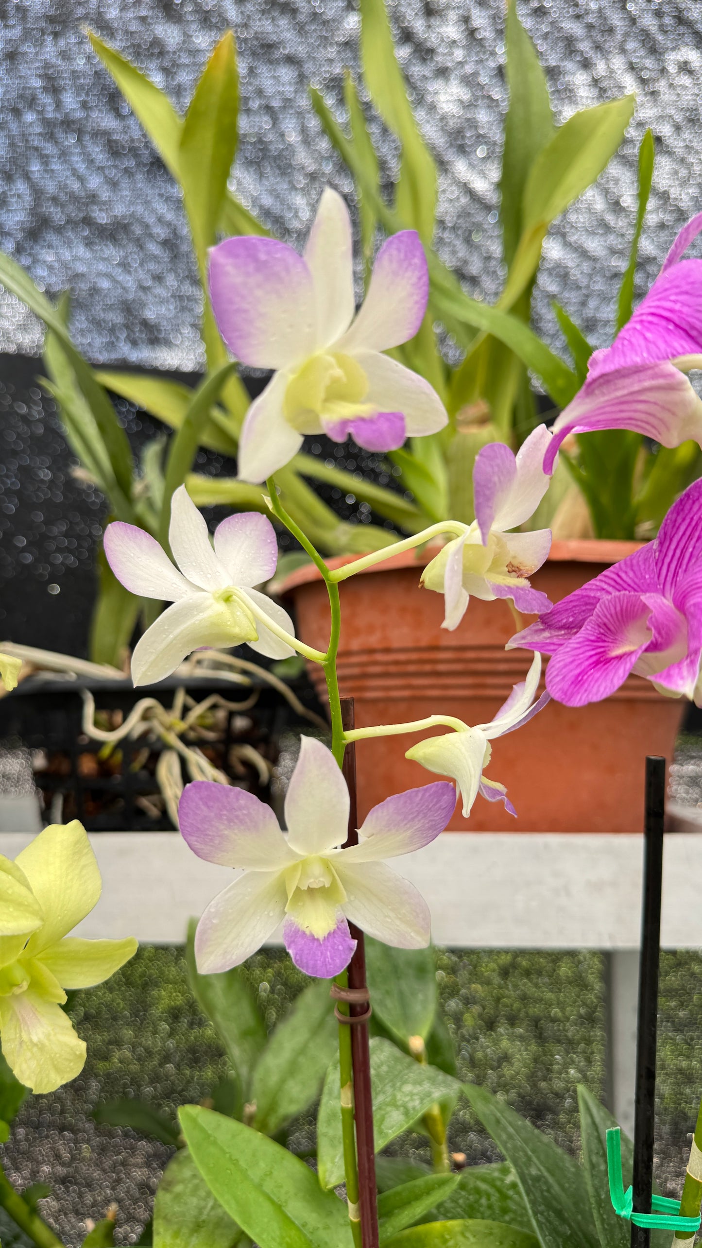 DENDROBIUM PURPLE AND WHITE 4"