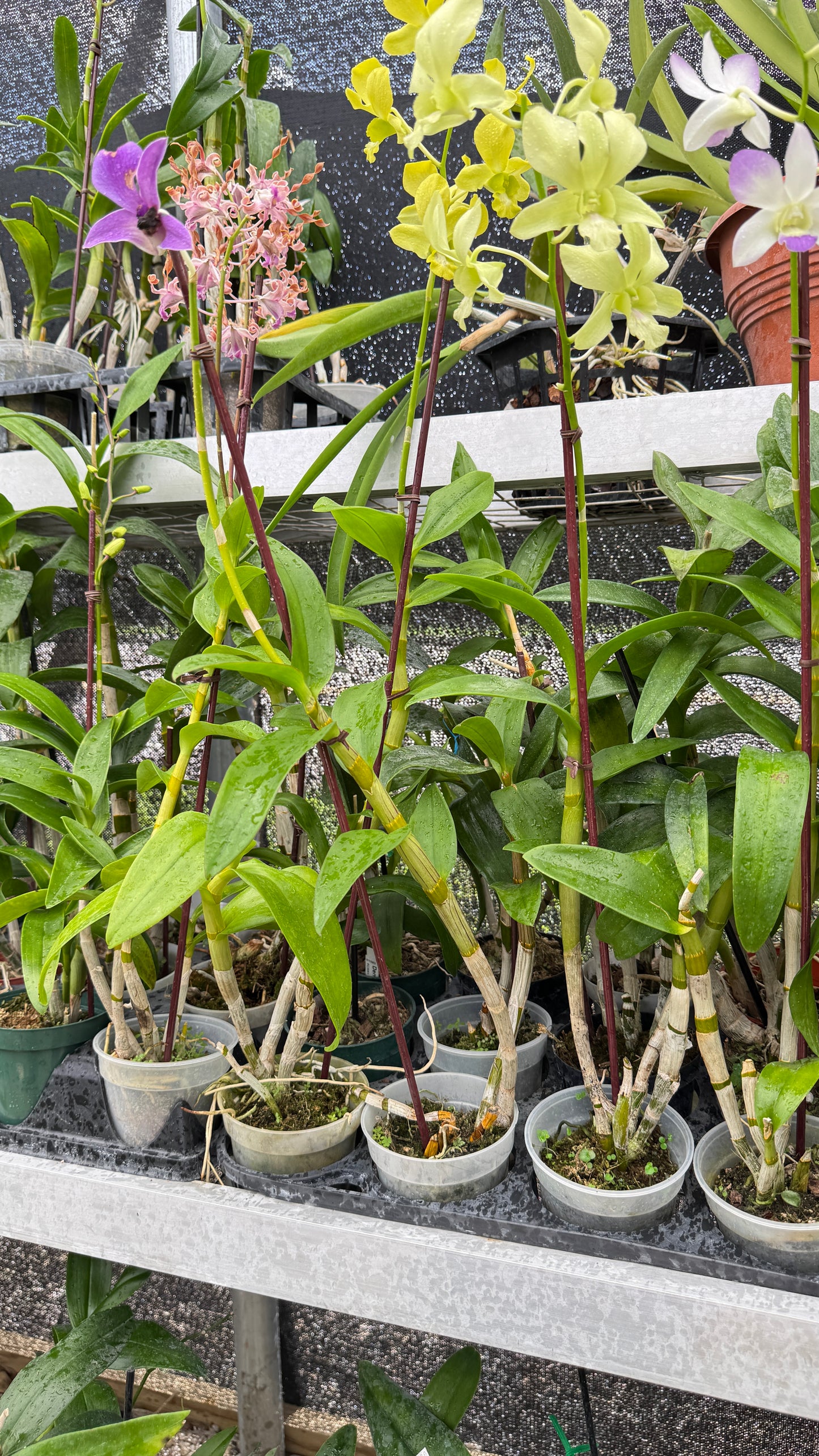 DENDROBIUM HAPPY FAMILY 4"