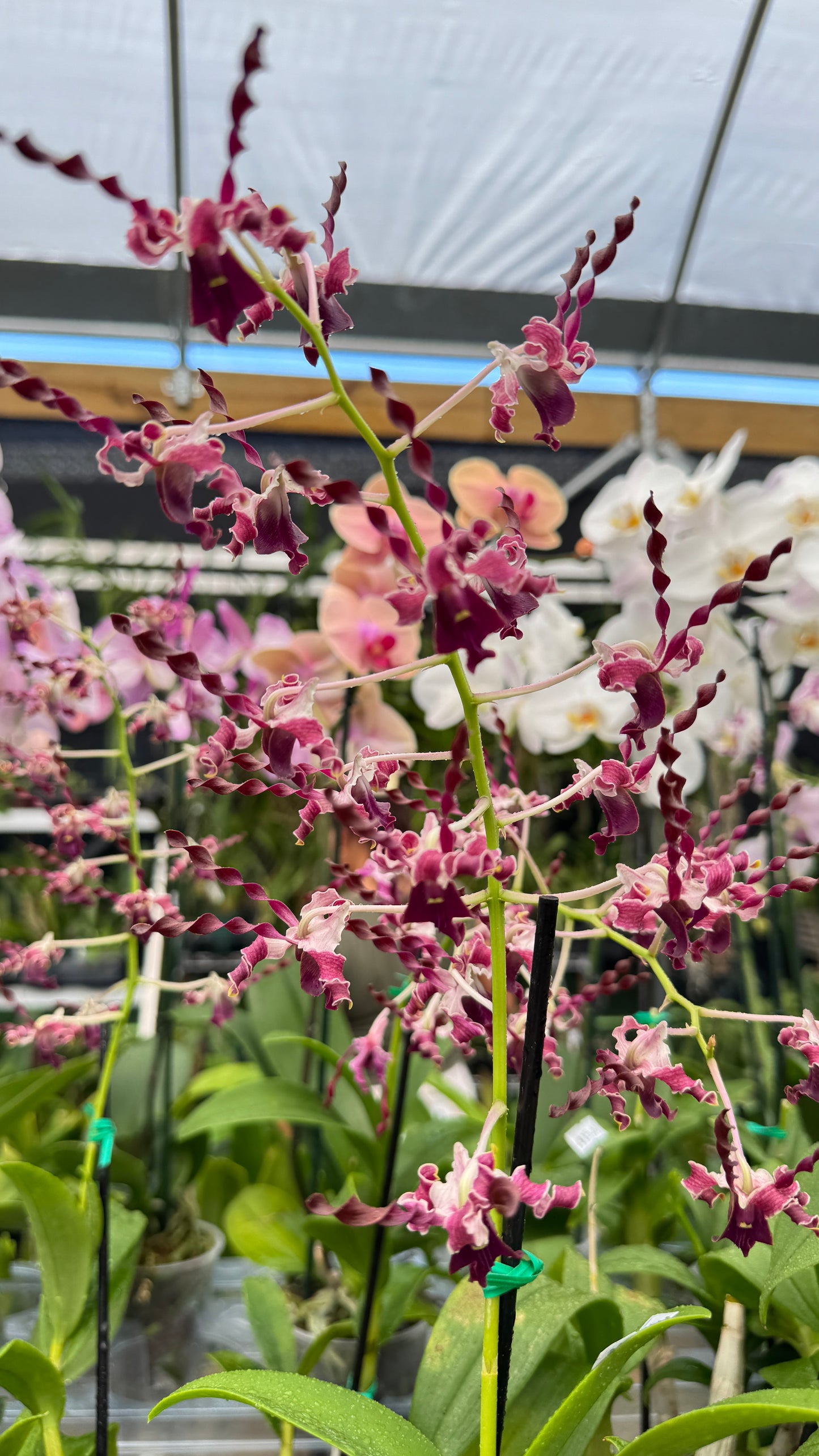 DENDROBIUM BIG BEN DARK 4"