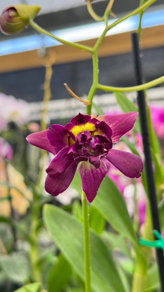 DENDROBIUM SUNSHINE ROSE 4"