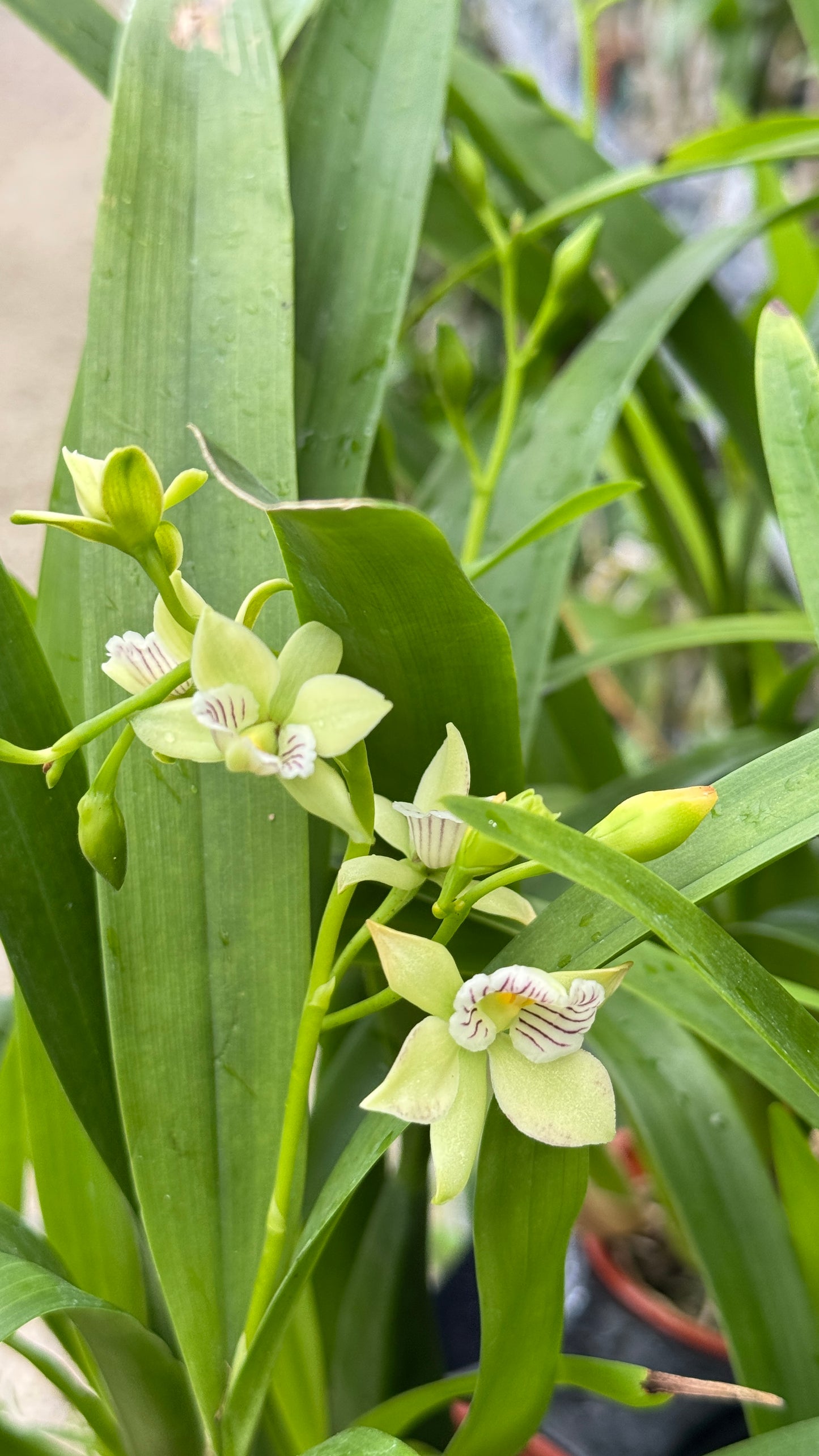 ENCYCLIA RADIATA SUPER FRAGANCE 4"