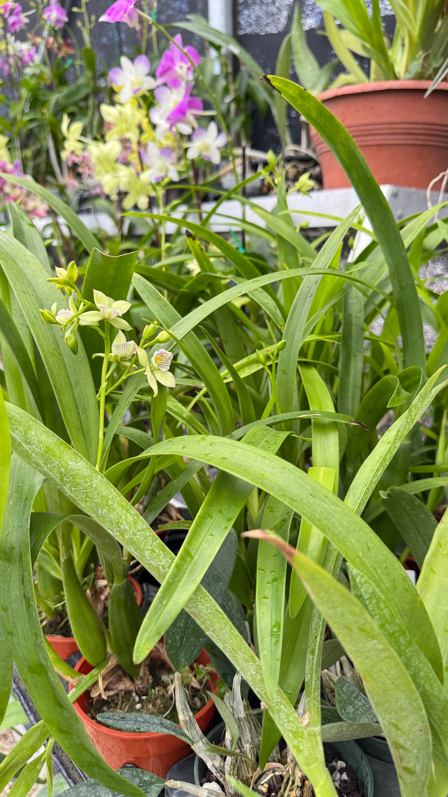 ENCYCLIA RADIATA SUPER FRAGANCE 4"