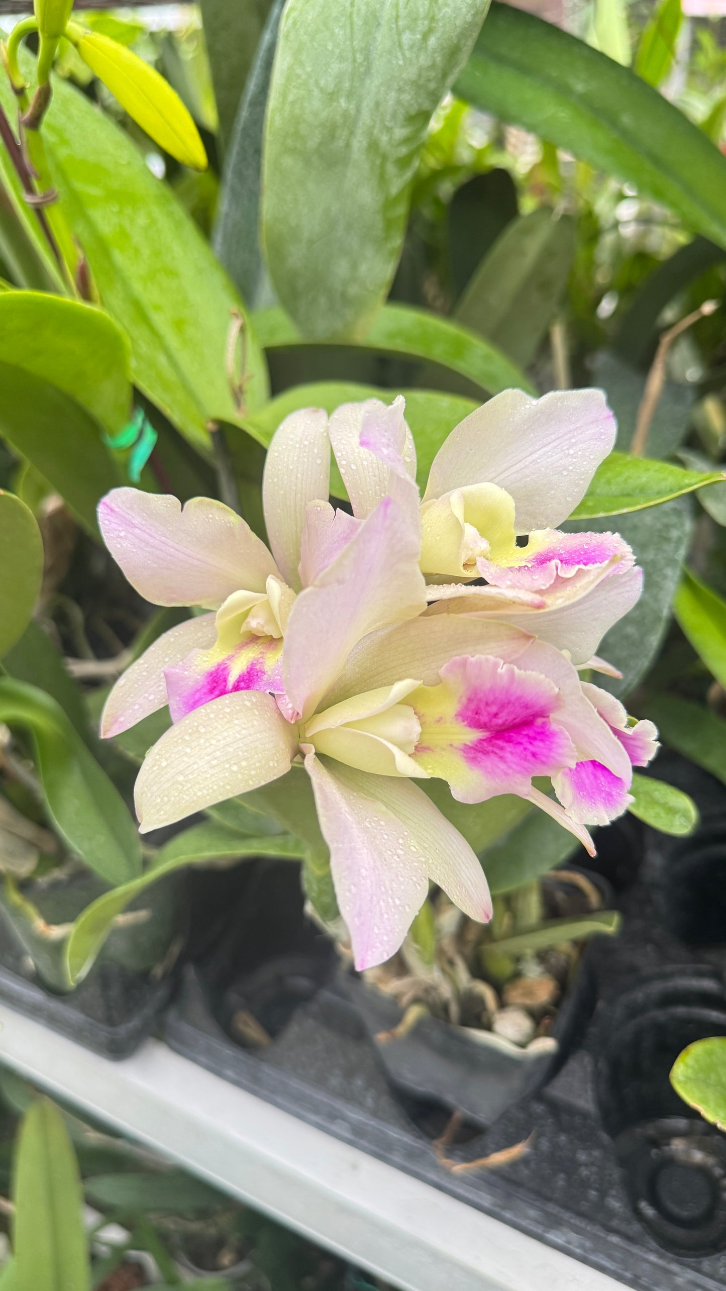 RHYNCHOLAELIOCATTLEYA MARIA BROWN 4"