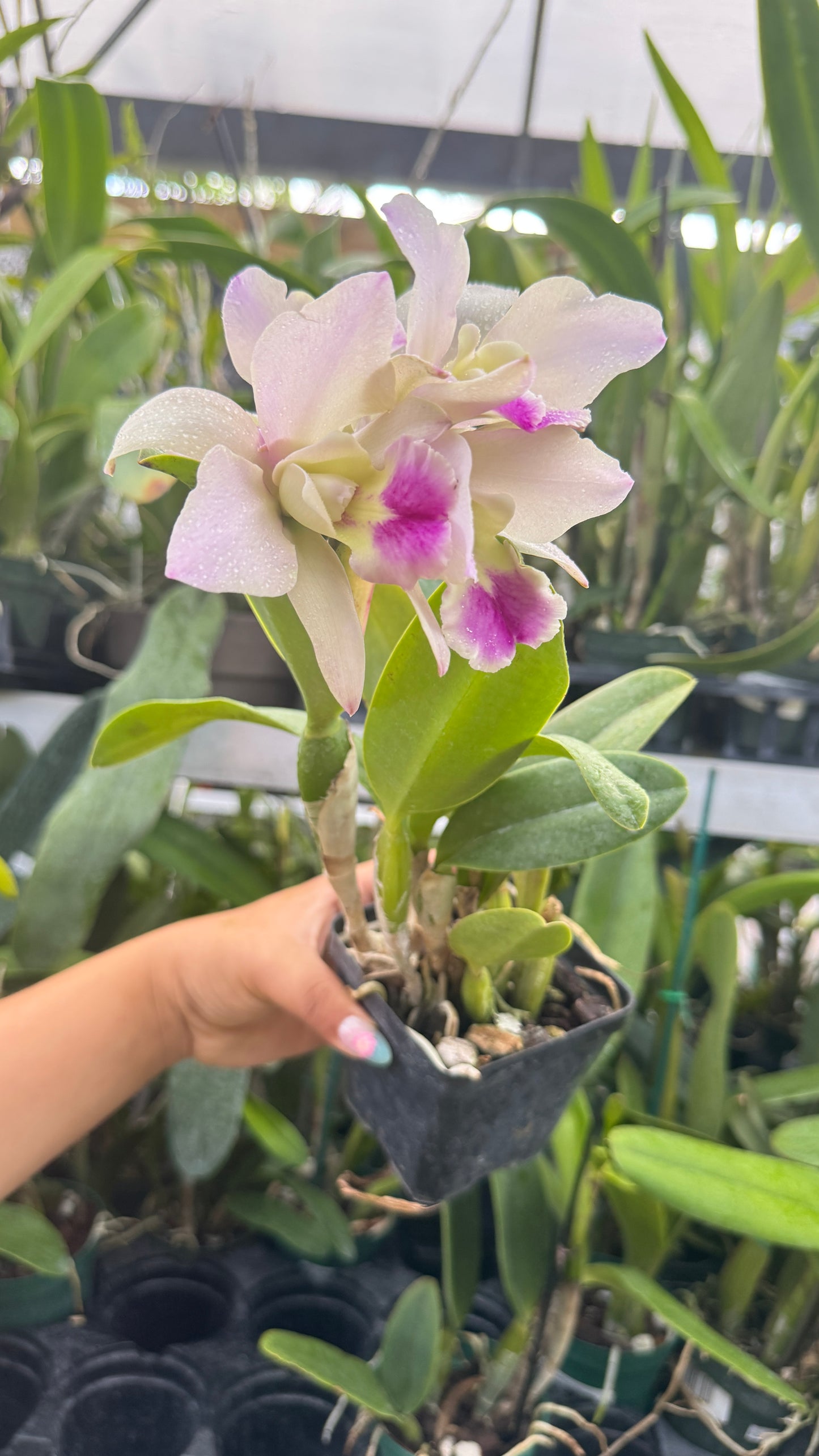 RHYNCHOLAELIOCATTLEYA MARIA BROWN 4"