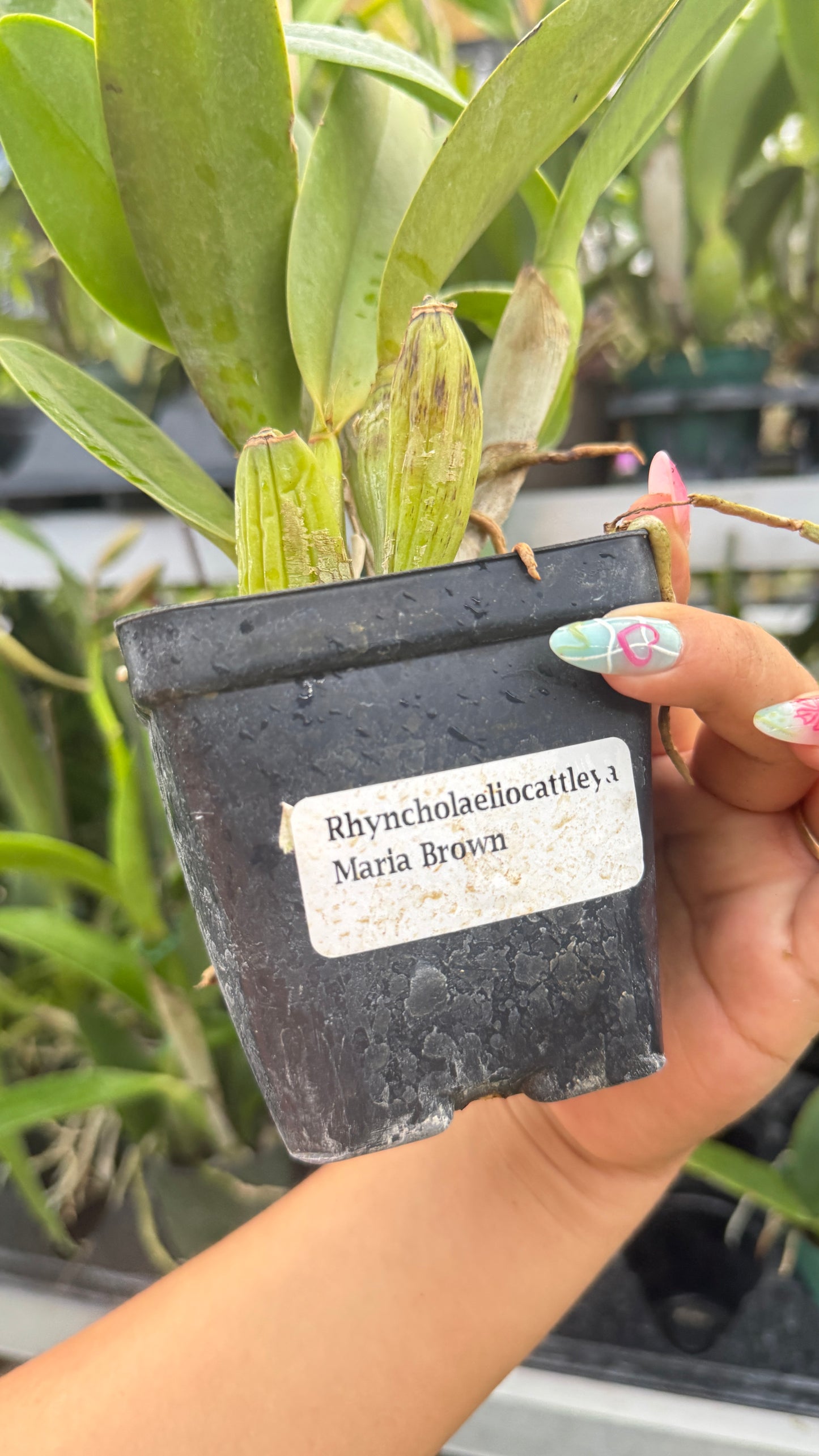 RHYNCHOLAELIOCATTLEYA MARIA BROWN 4"