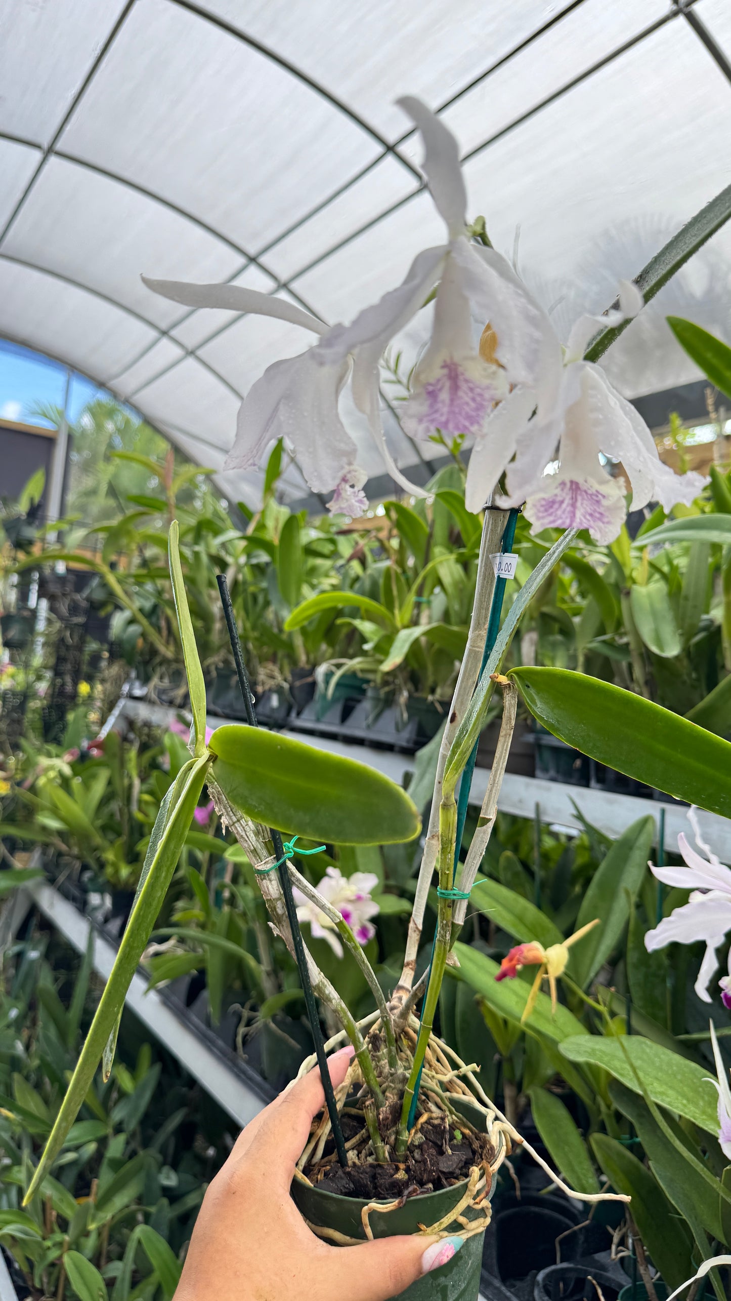 CATTLEYA DOMIANA 1859