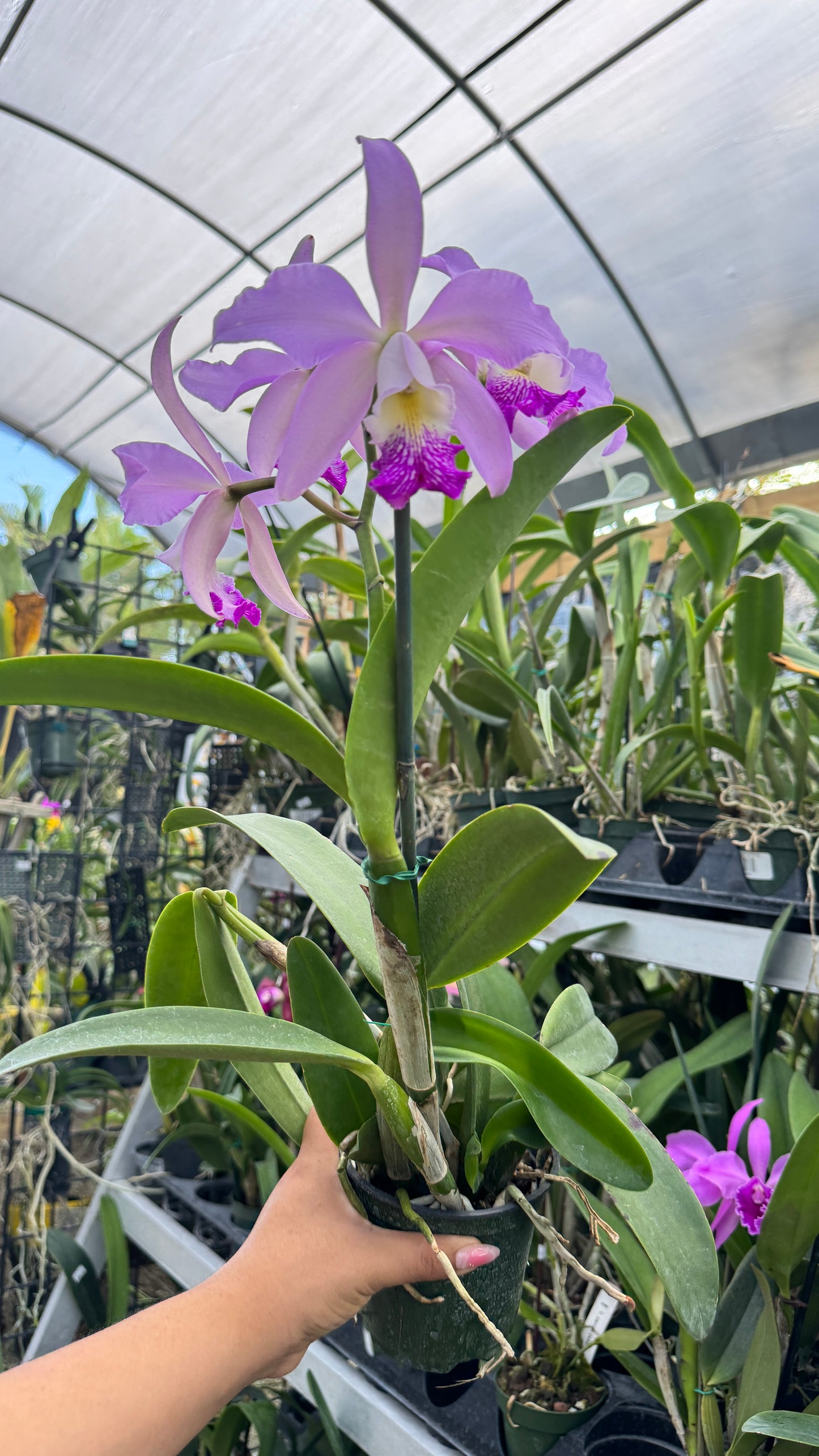 CATTLEYA CUYABENO 4"