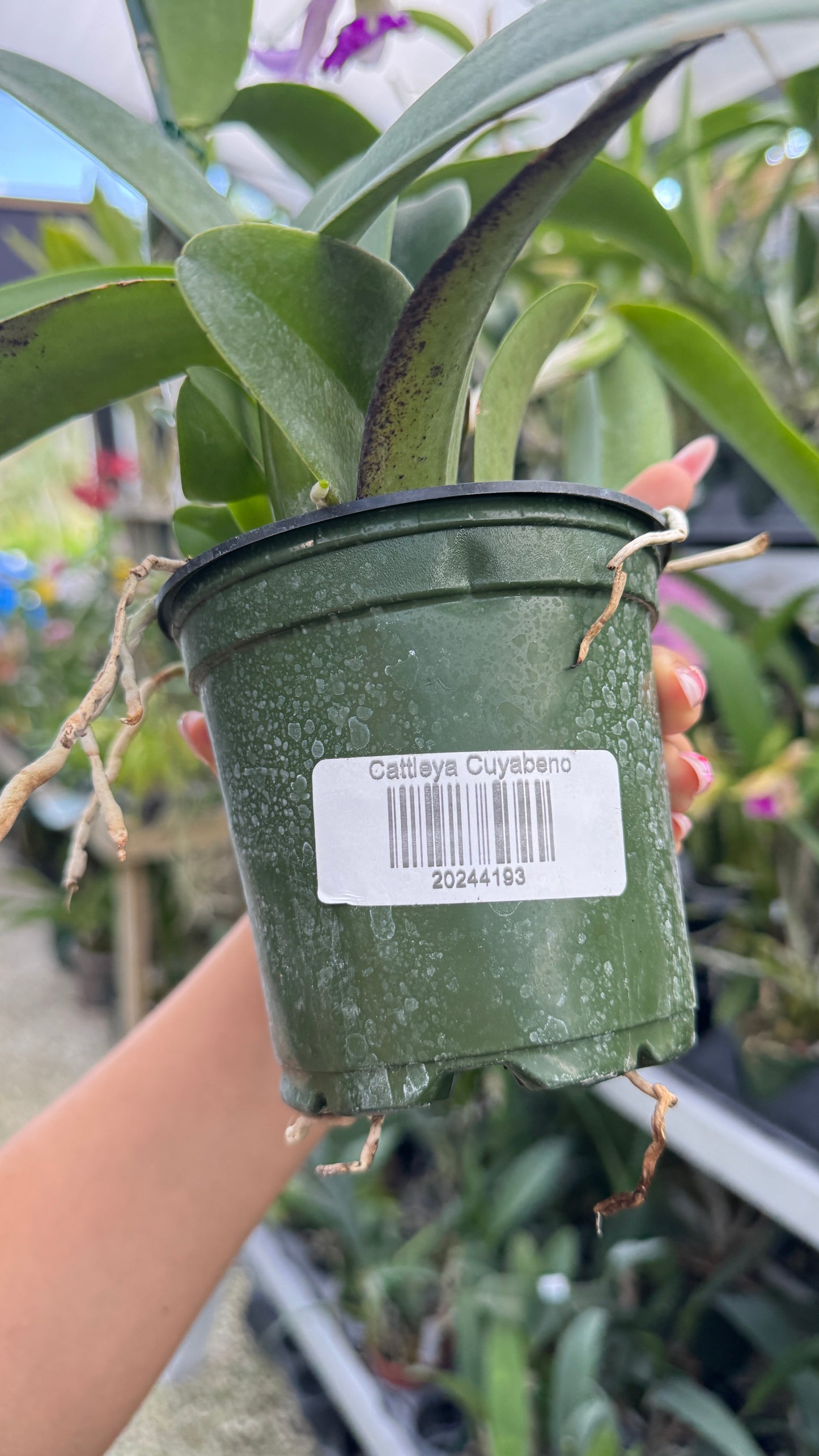 CATTLEYA CUYABENO 4"