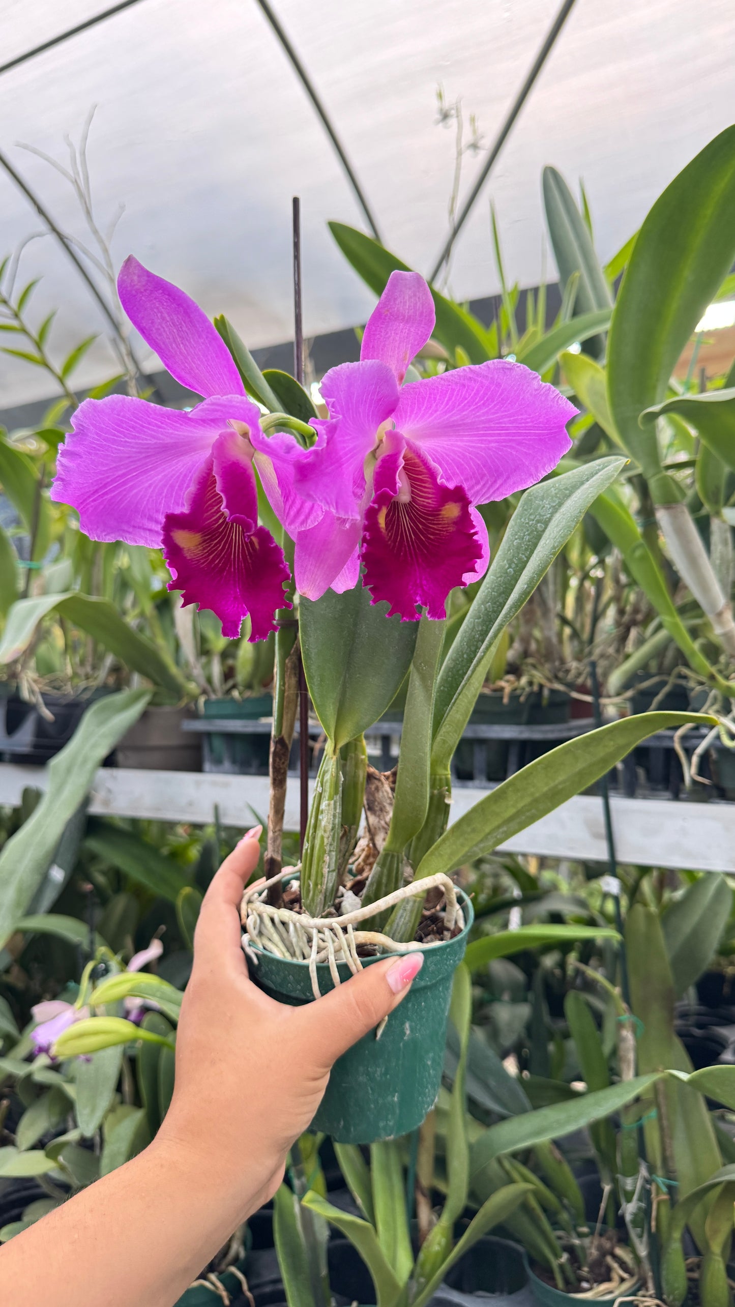 RHYNCHOLAELIOCATTLEYA NAKAGAMI GRACE 4"
