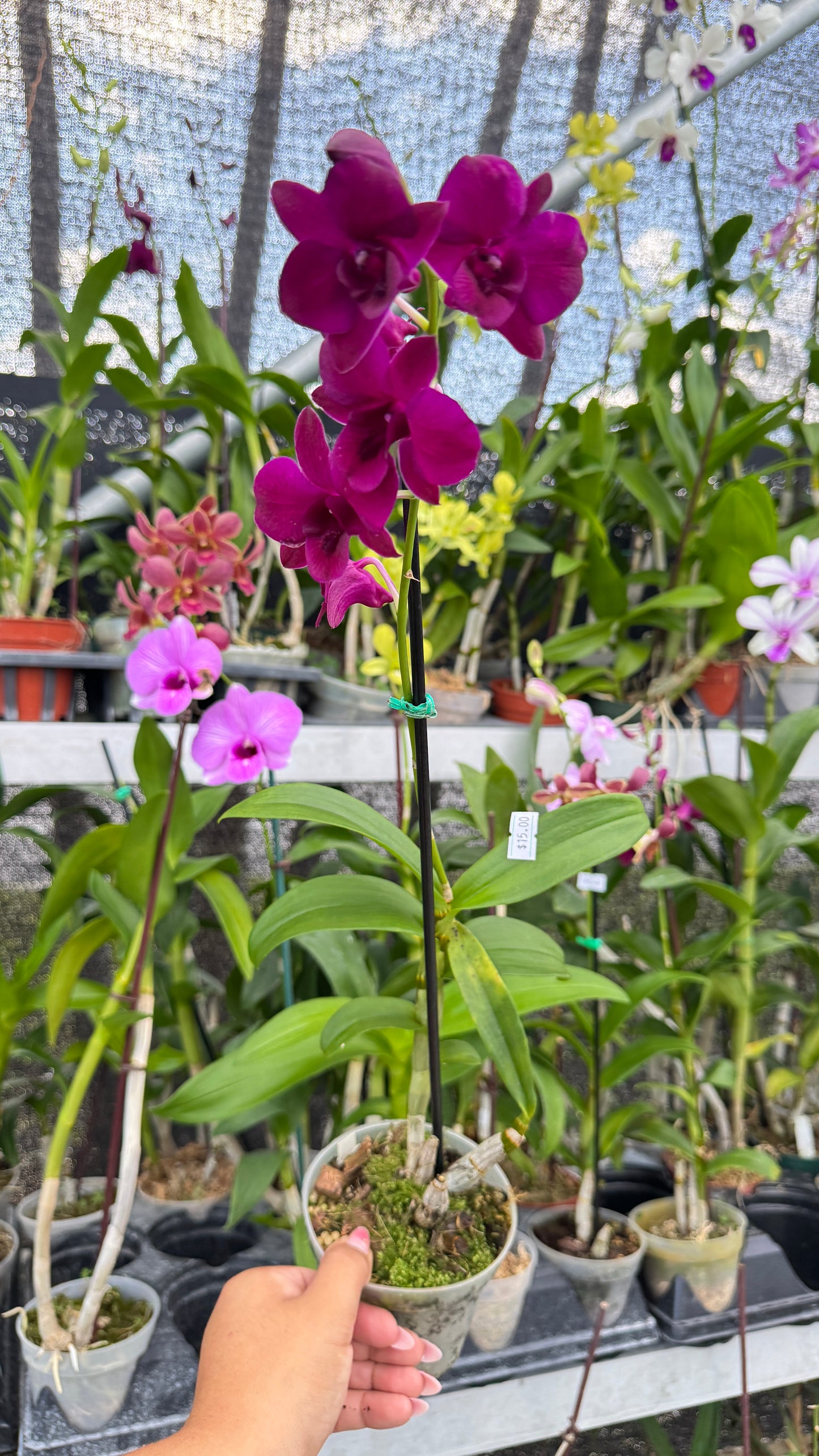 DENDROBIUM DEEP PURPLE 4"